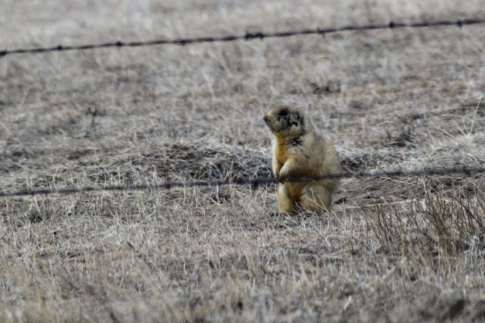 White-tailed Prairie Dog