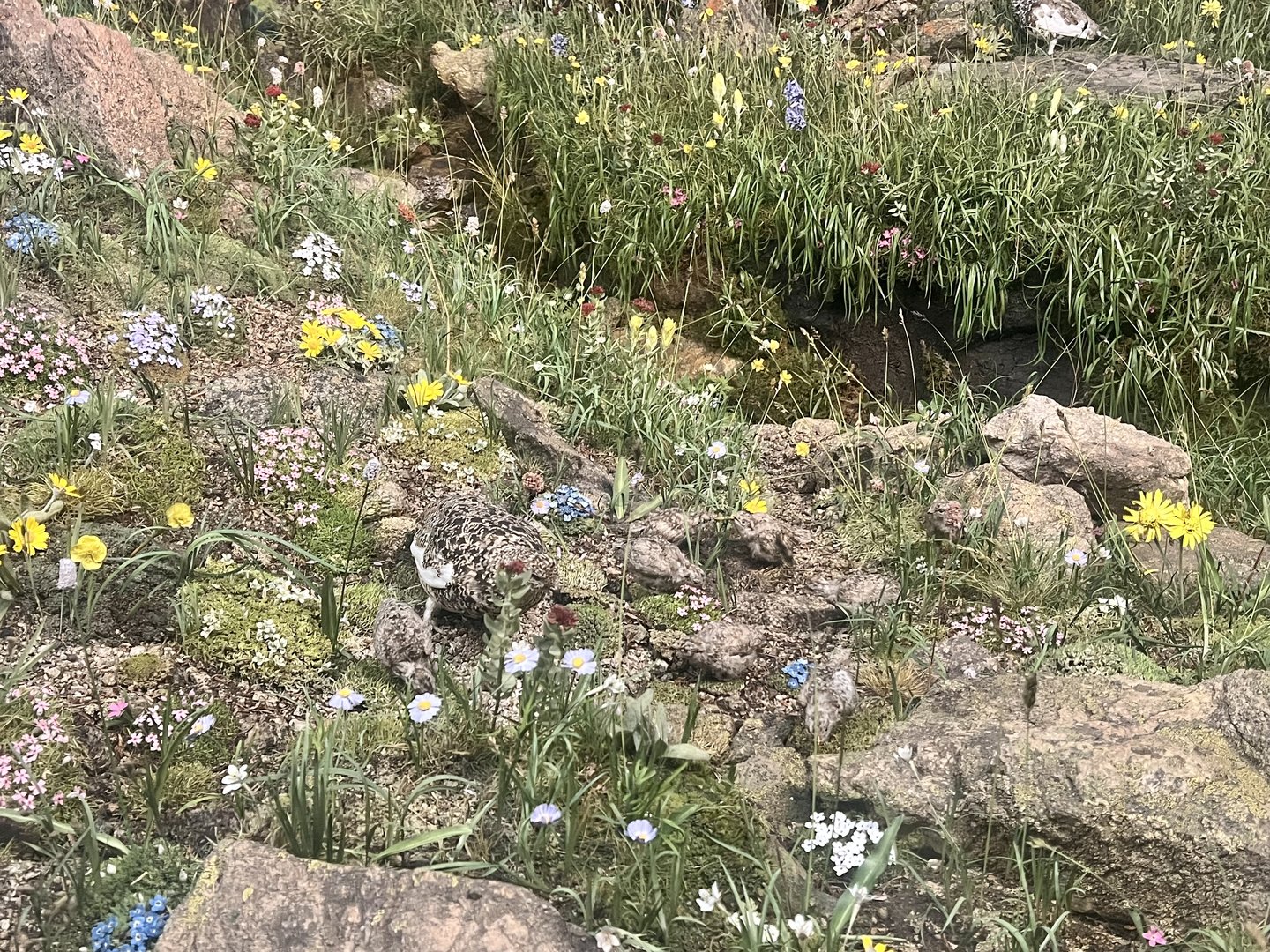White-tailed Ptarmigan