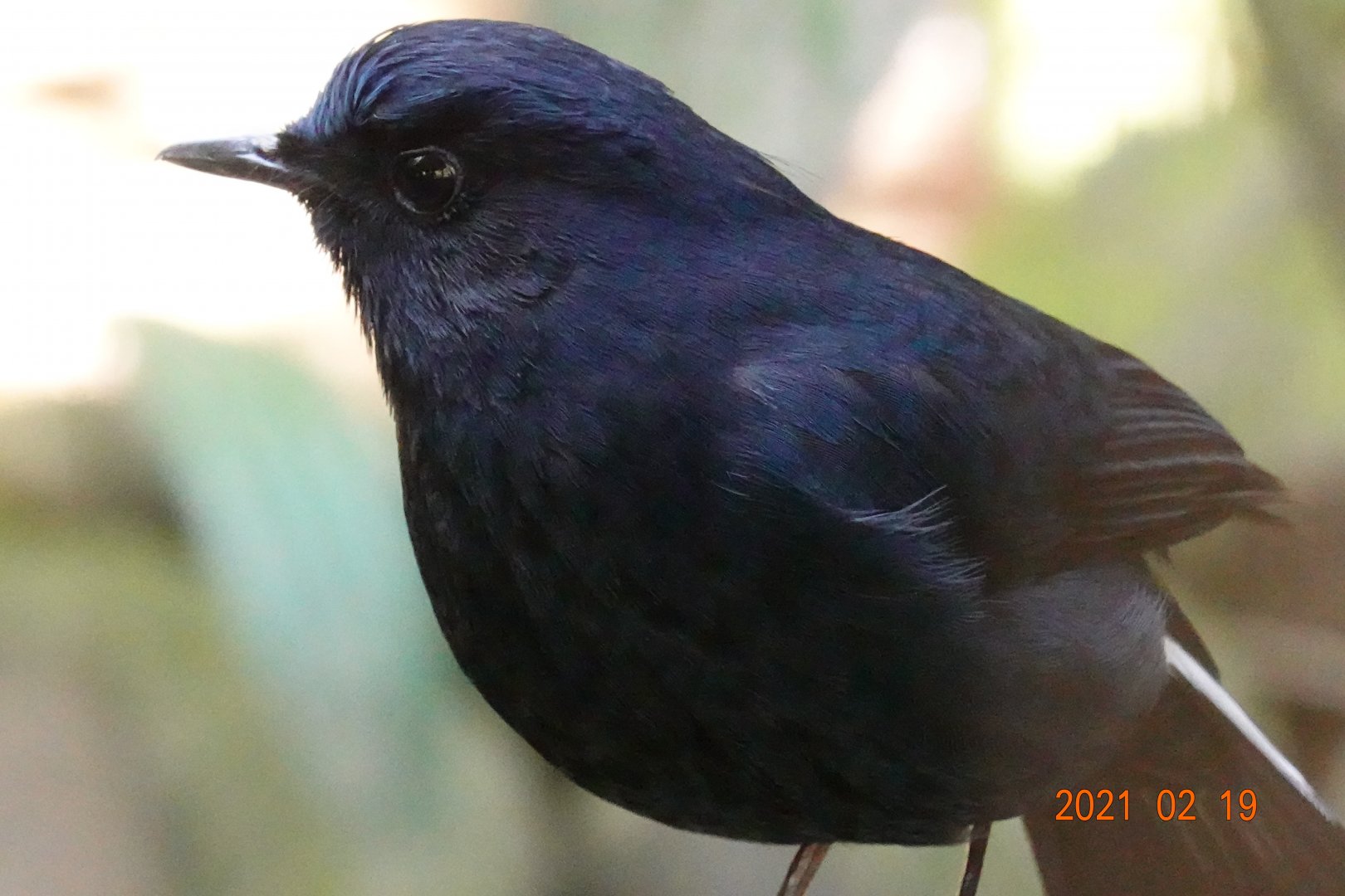 White-tailed Robin (Myiomela leucura)