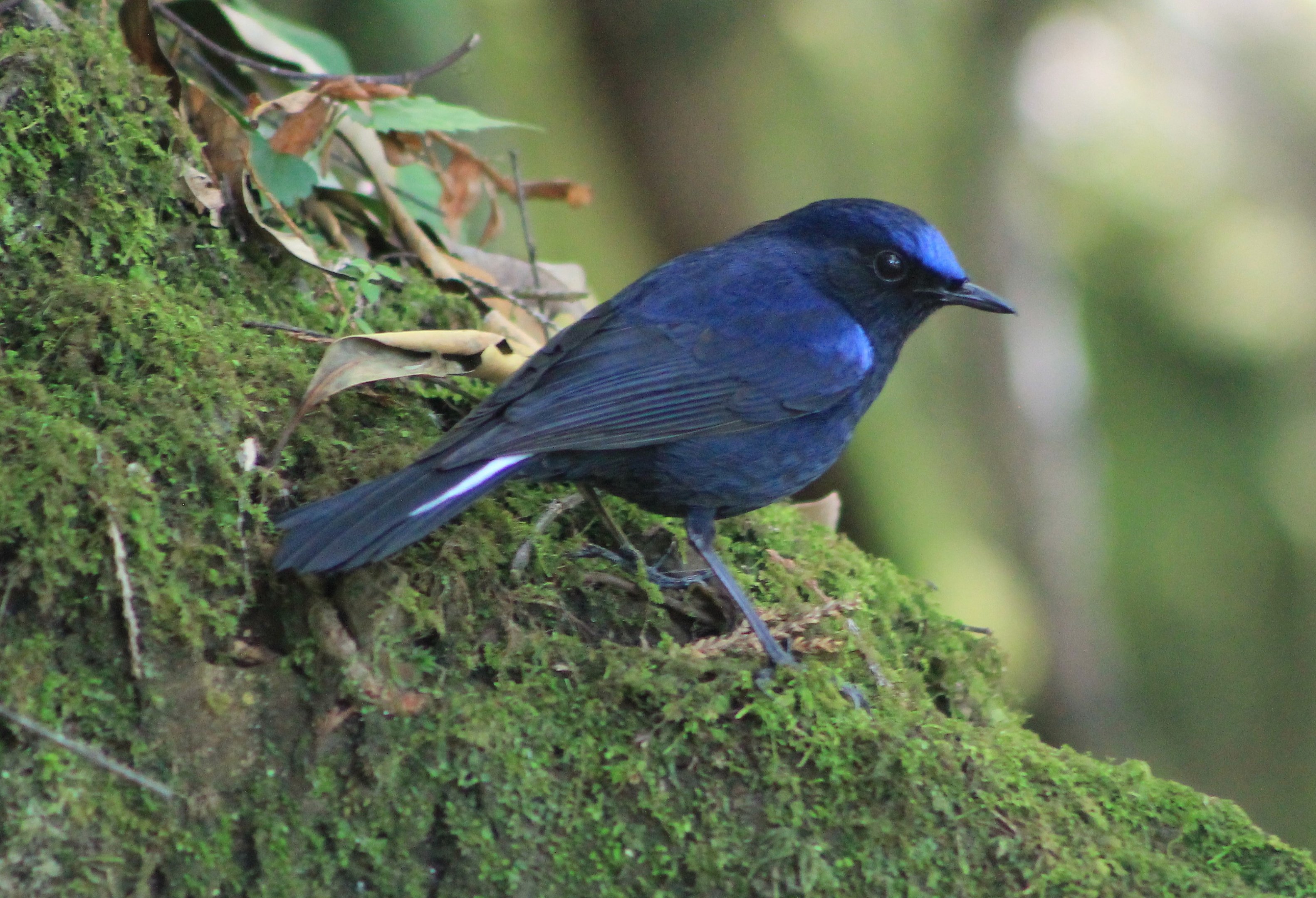 White-tailed Robin (Myiomela leucura)