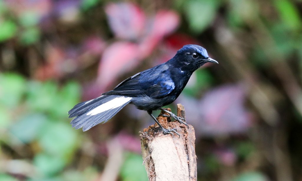 White-tailed Robin