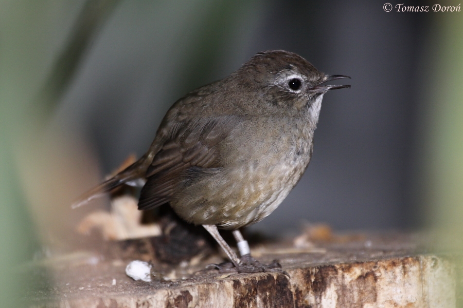 White-tailed Rubythroat (Luscinia pectoralis), September 2010