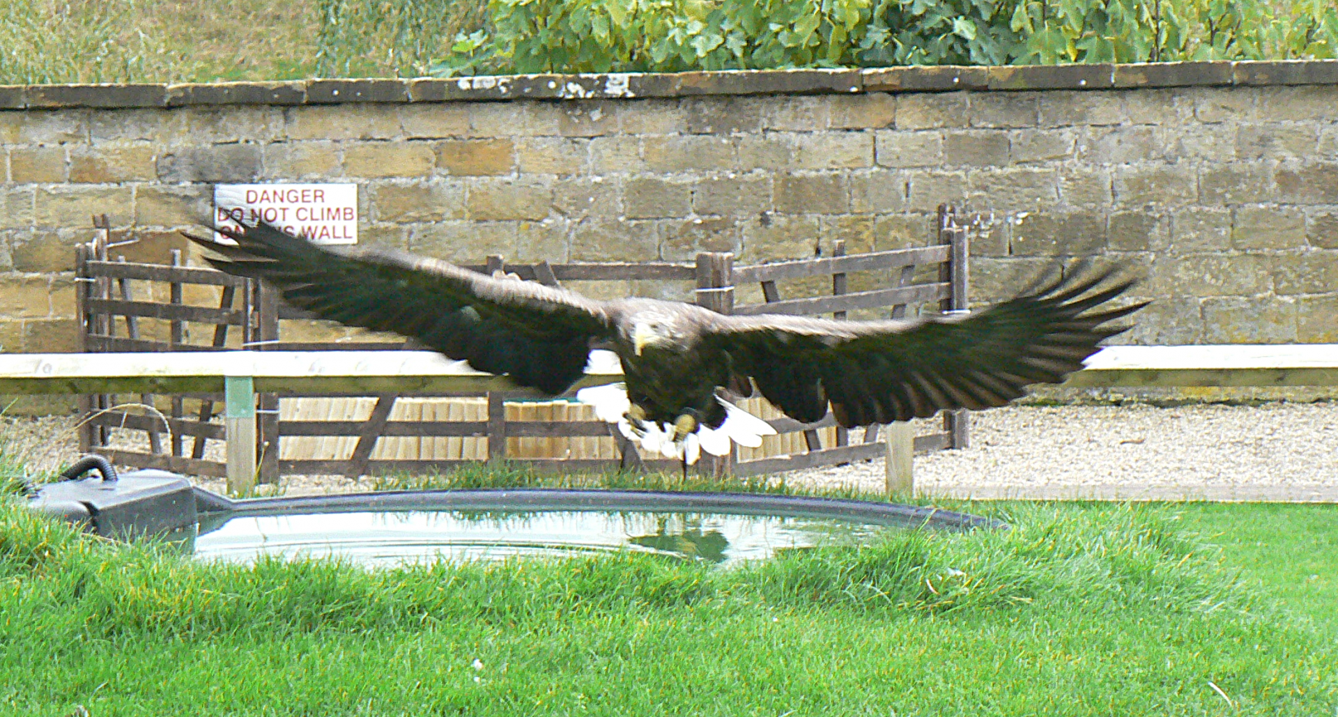 White-tailed Sea Eagle - 27 October 2016