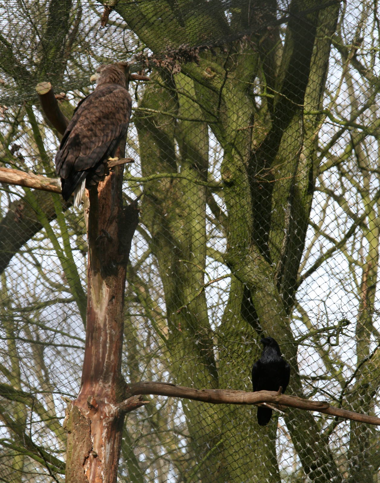 White-tailed Sea-eagle and a Raven