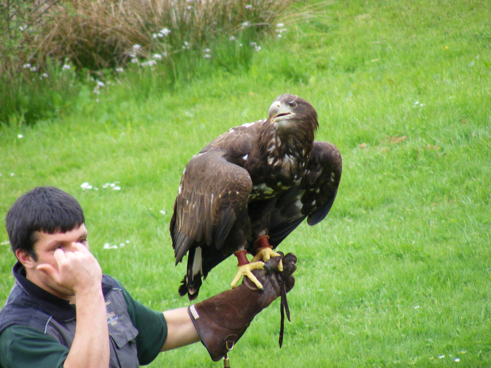 White-tailed sea eagle at Blair Drummond Safari Park, 19 May 2010