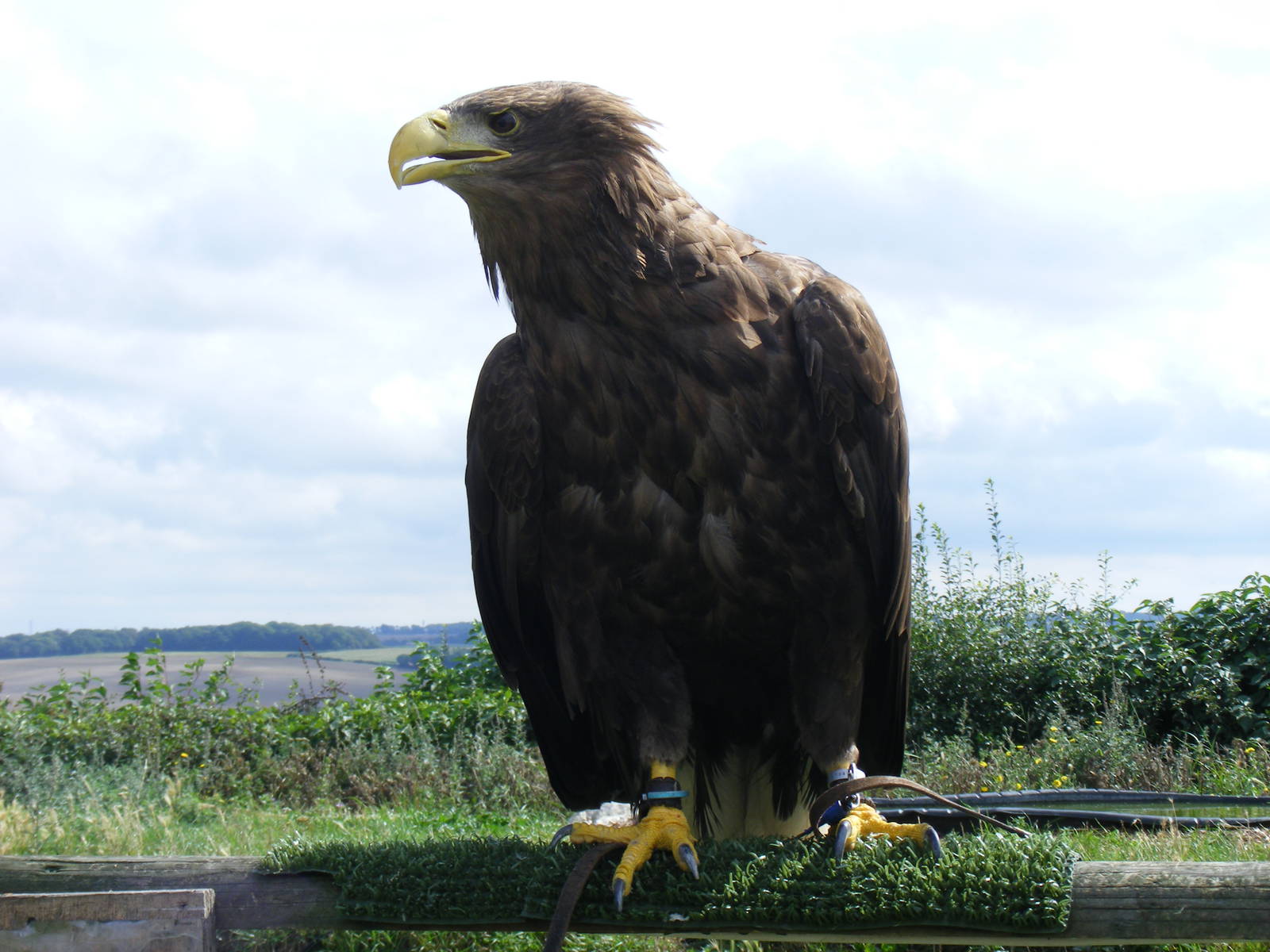 White-tailed sea eagle at Eagle Heights, 10 September 2011