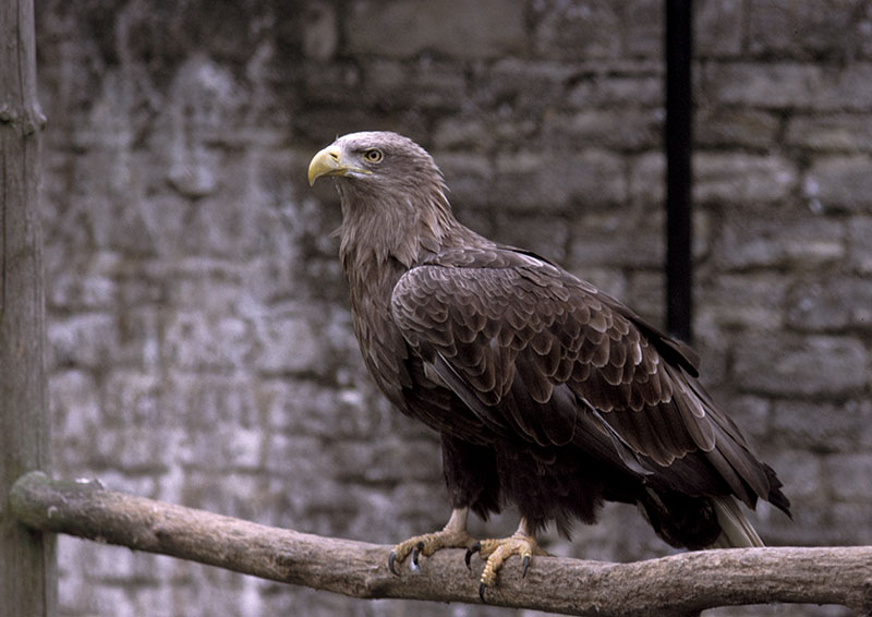 White-tailed sea eagle at Olney 1974