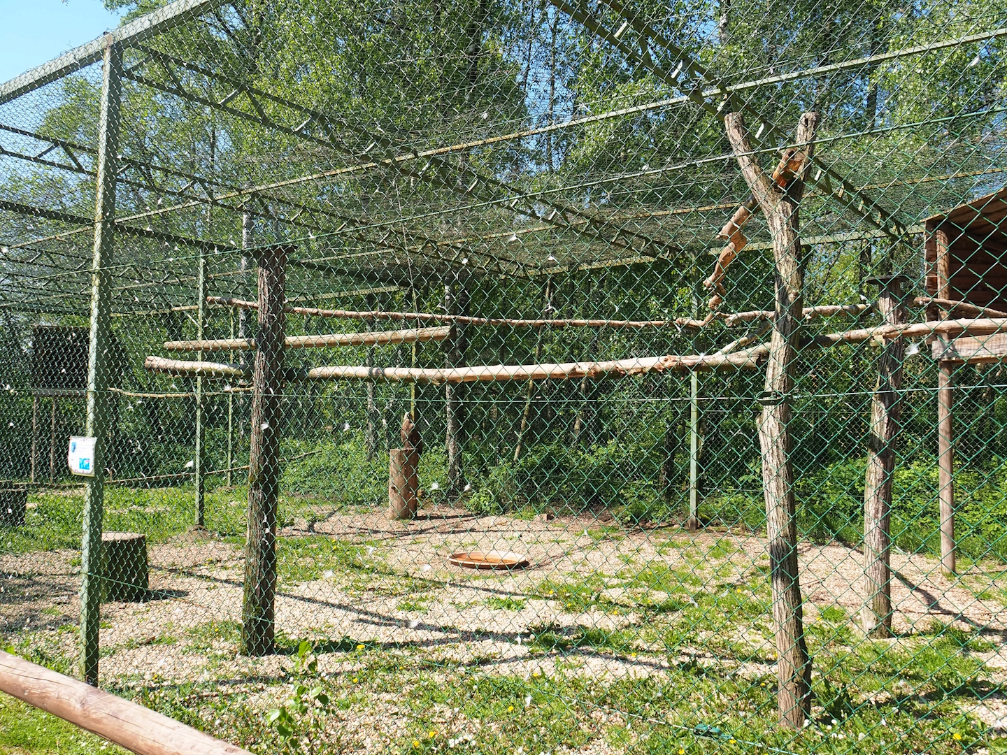 White-tailed sea eagle aviary, 2023-05-19
