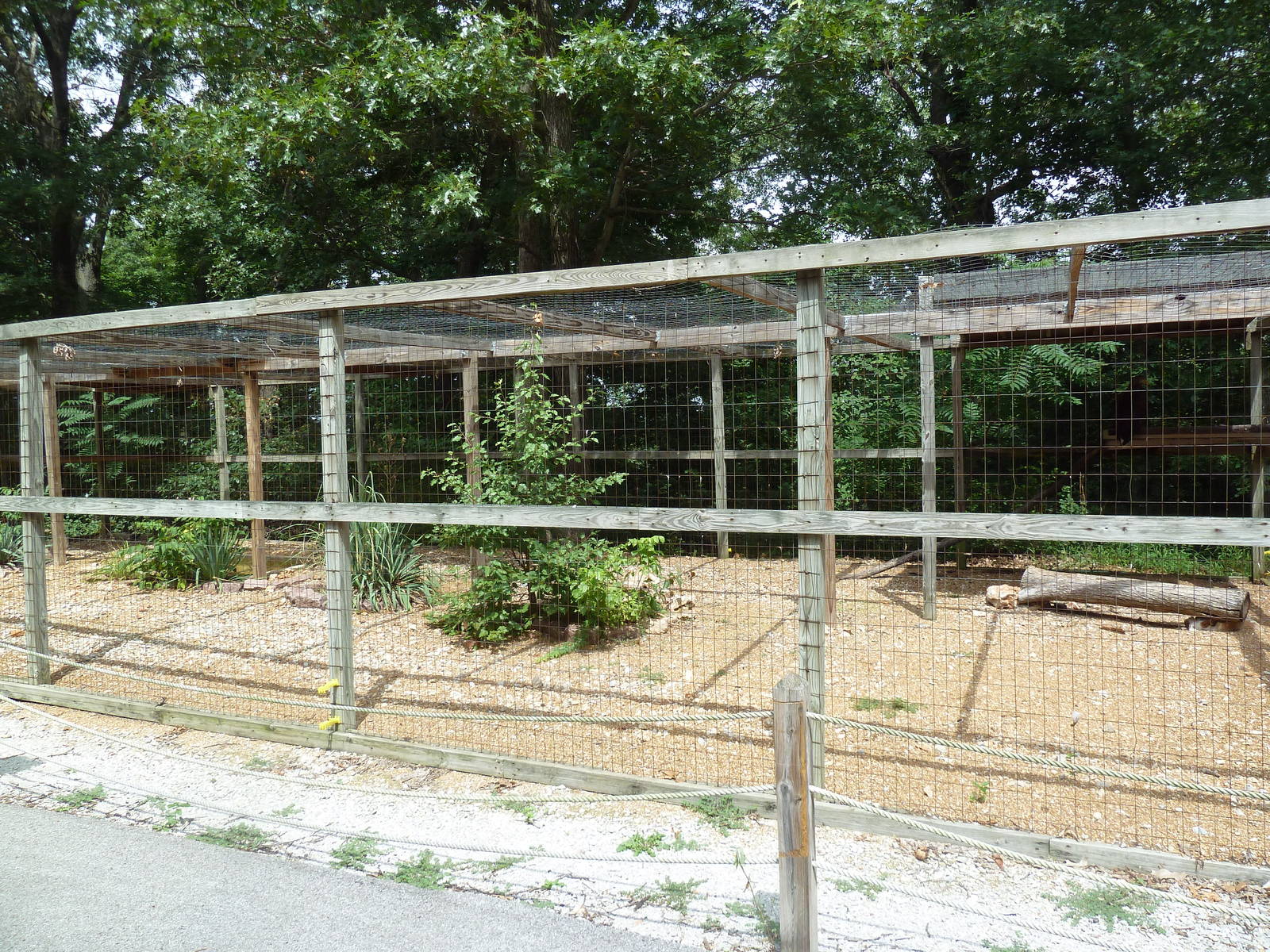 White-Tailed Sea Eagle Aviary