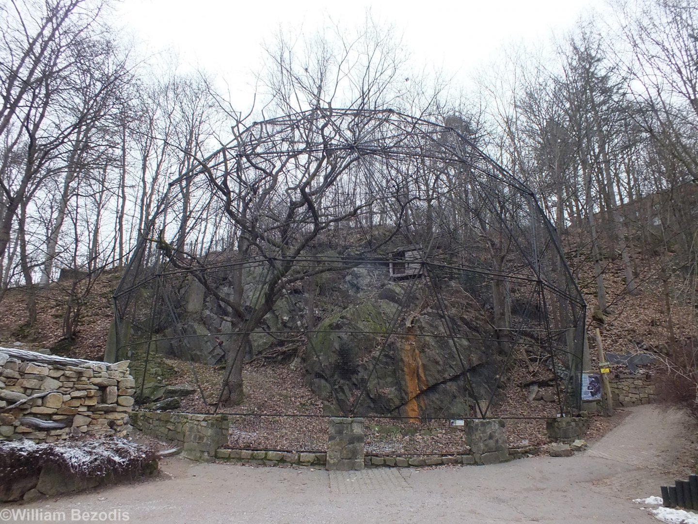 White-tailed Sea-eagle Aviary