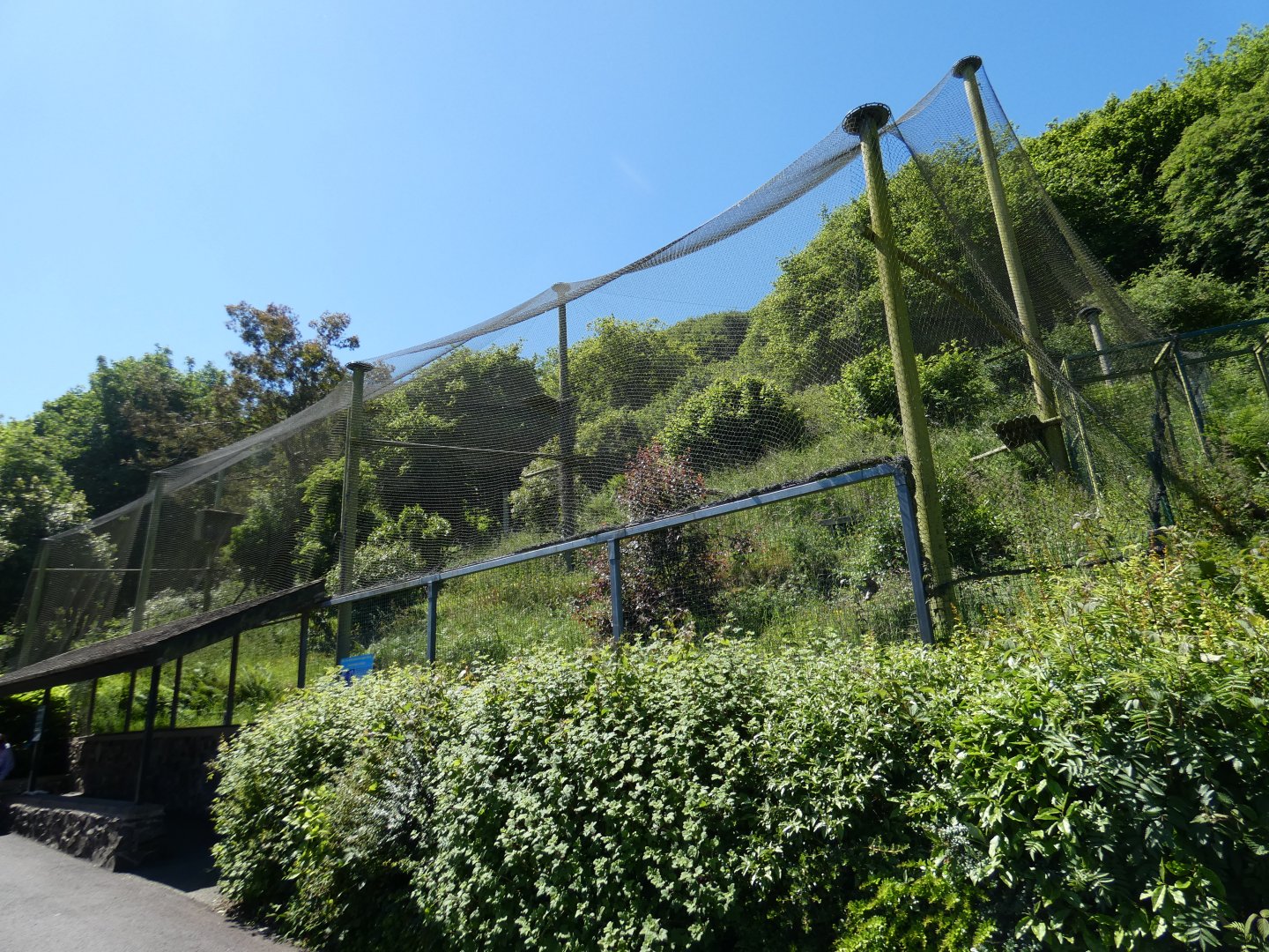 White-tailed sea eagle aviary