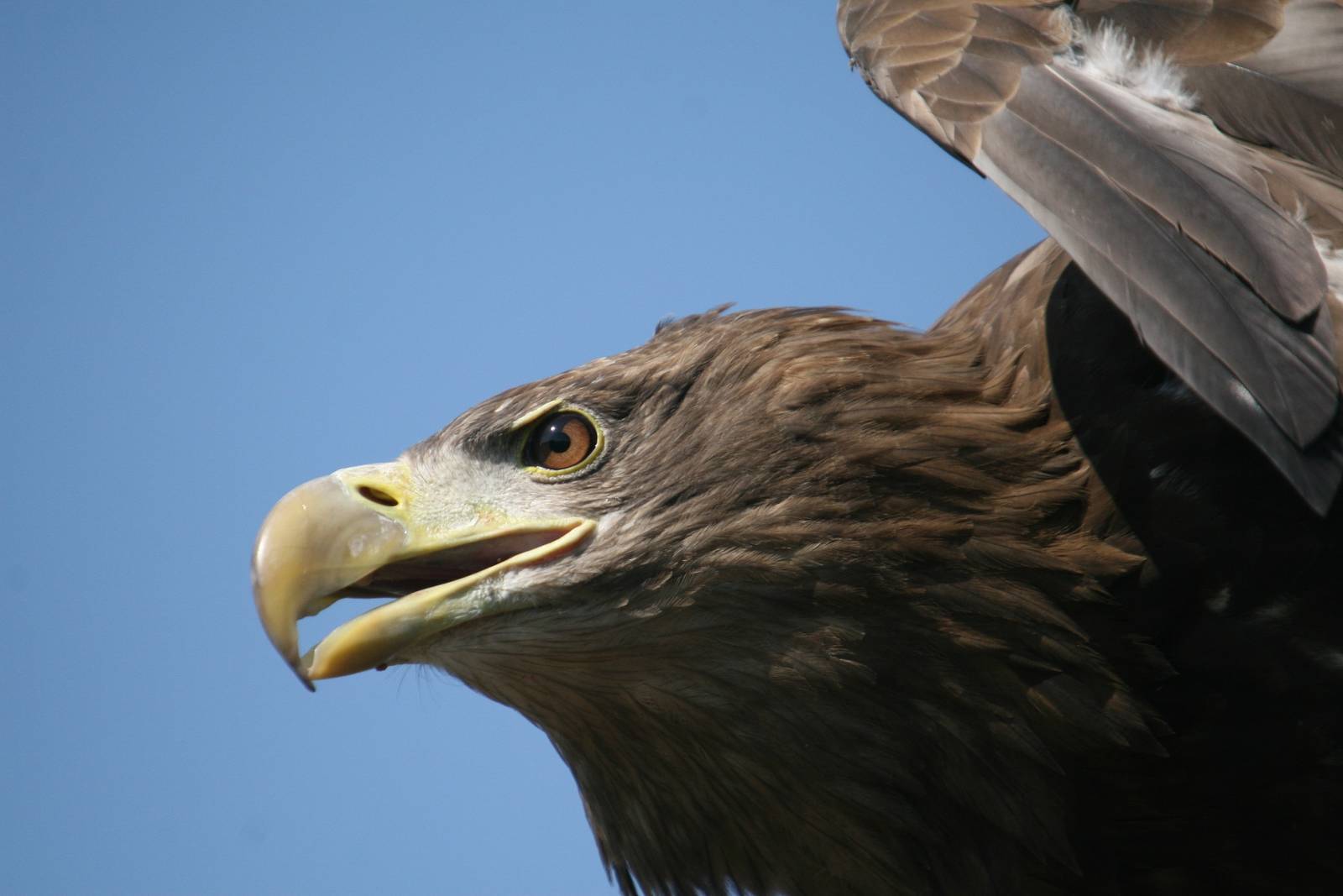 White-Tailed Sea Eagle Closeup