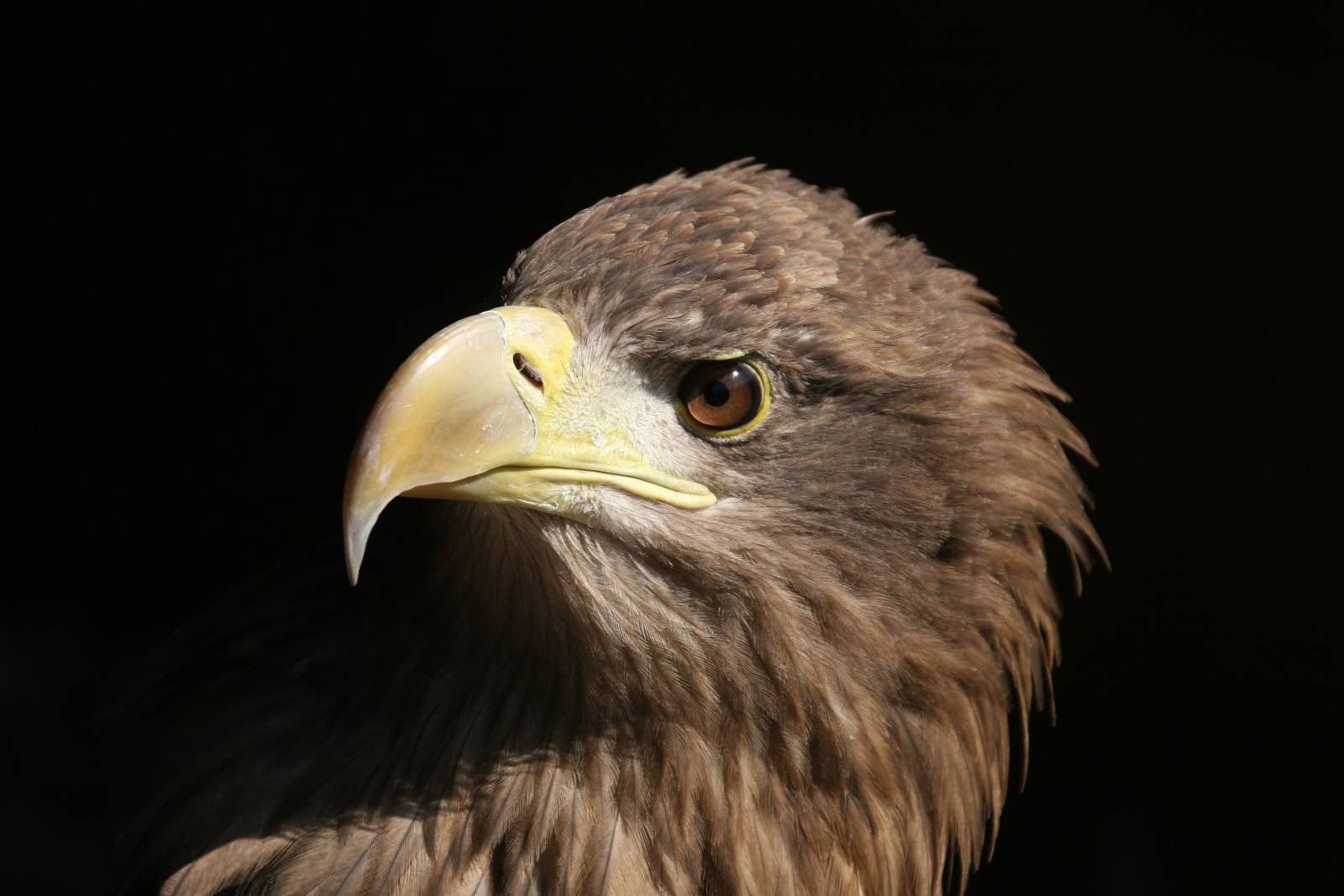 White-Tailed Sea Eagle Closeup