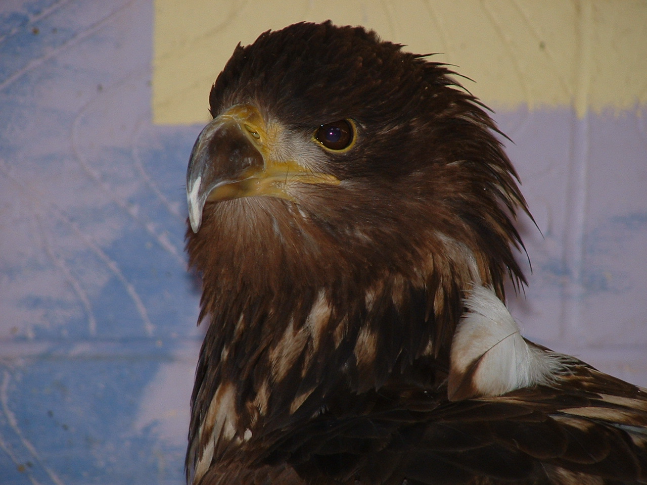 White Tailed Sea Eagle - Eagle Heights 2006