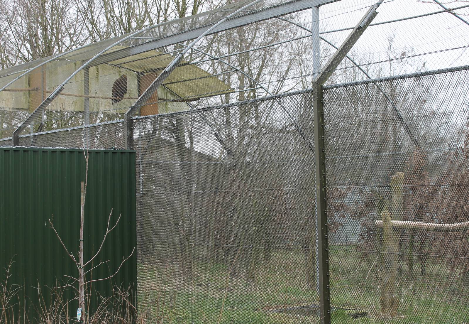 White-tailed sea eagle enclosure