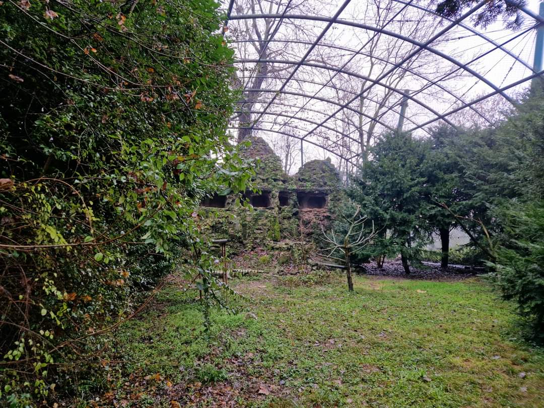White-tailed Sea Eagle/ Eurasian gryphon vulture aviary