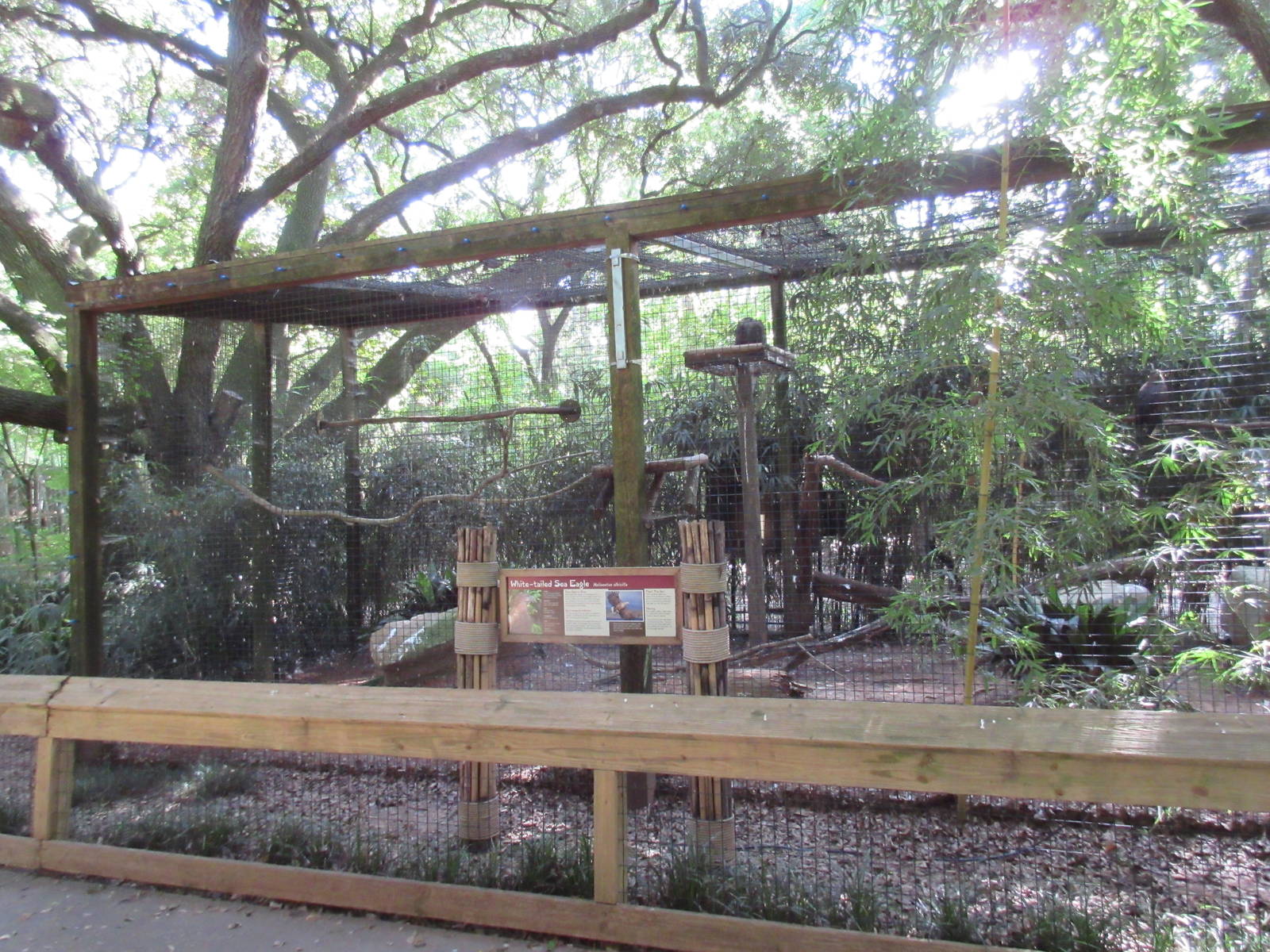 White-Tailed Sea Eagle Exhibit