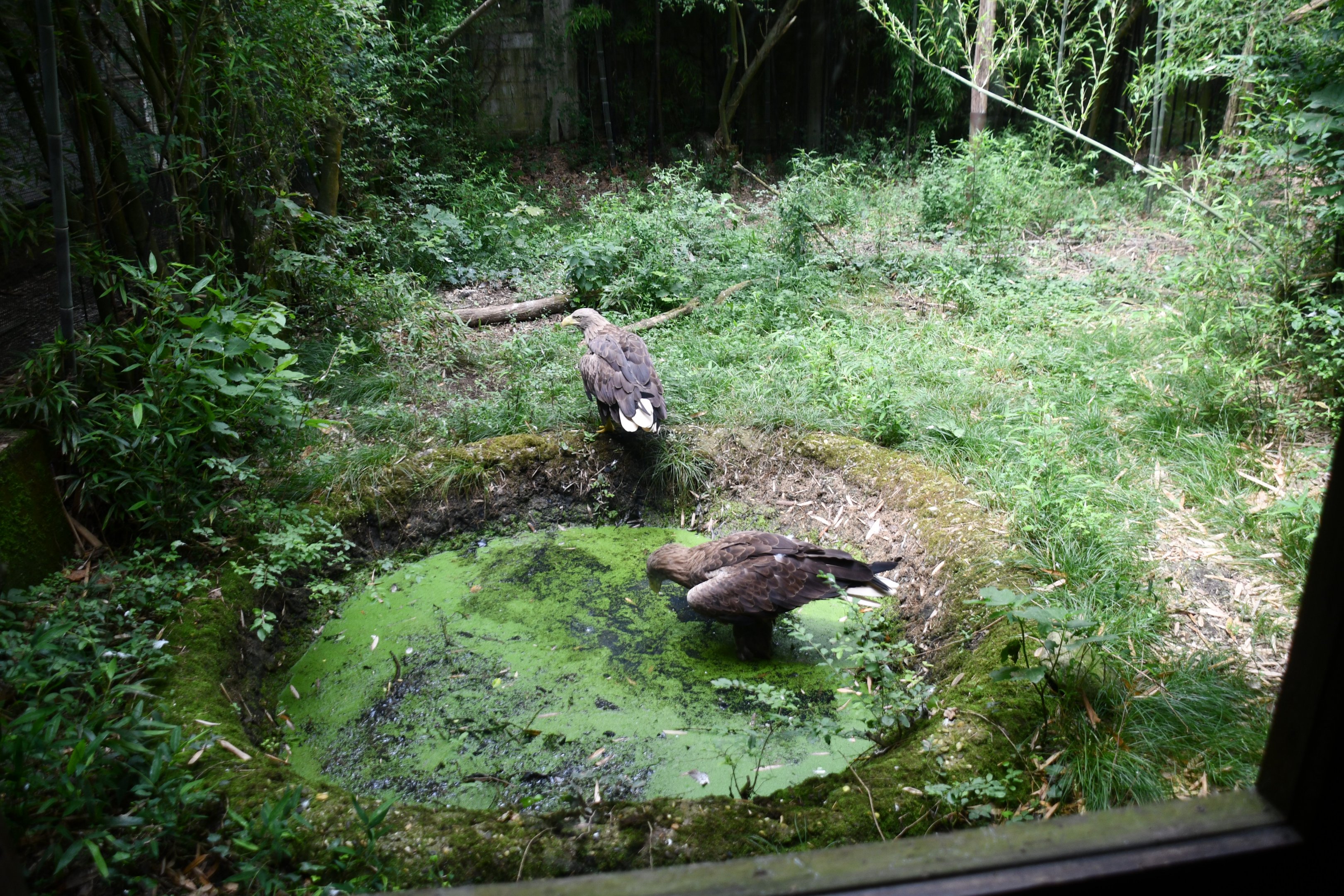 White-tailed Sea Eagle exhibit