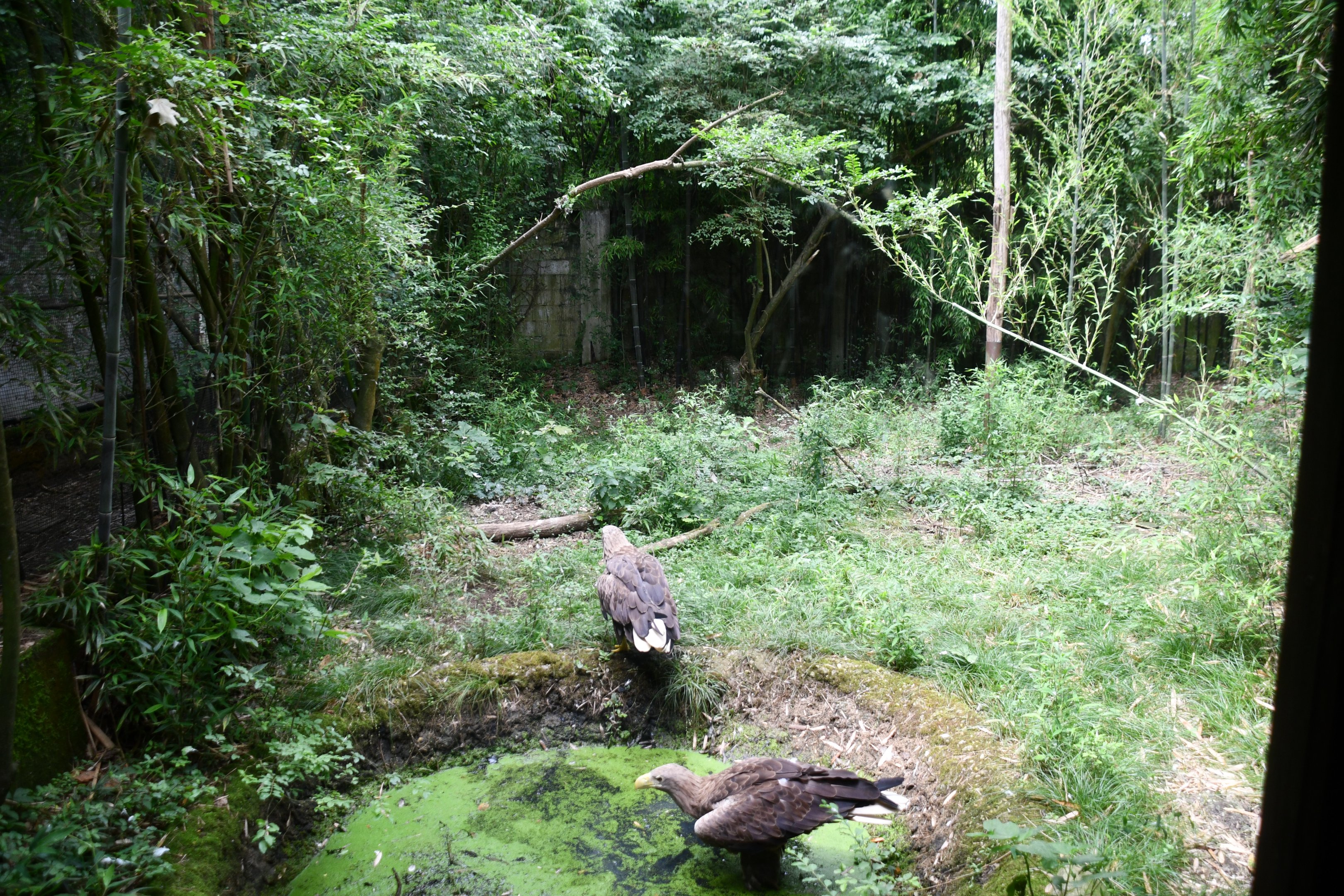 White-tailed Sea Eagle exhibit