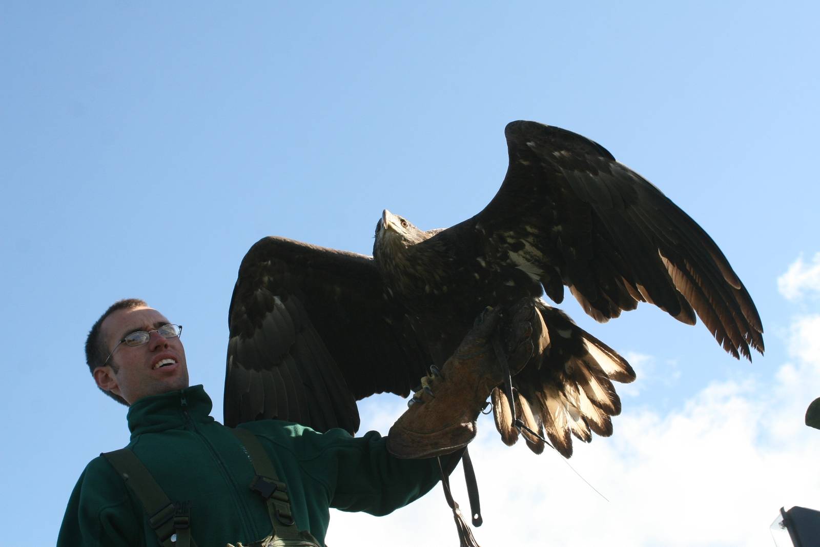 White-Tailed Sea Eagle, Gauntlet 2008