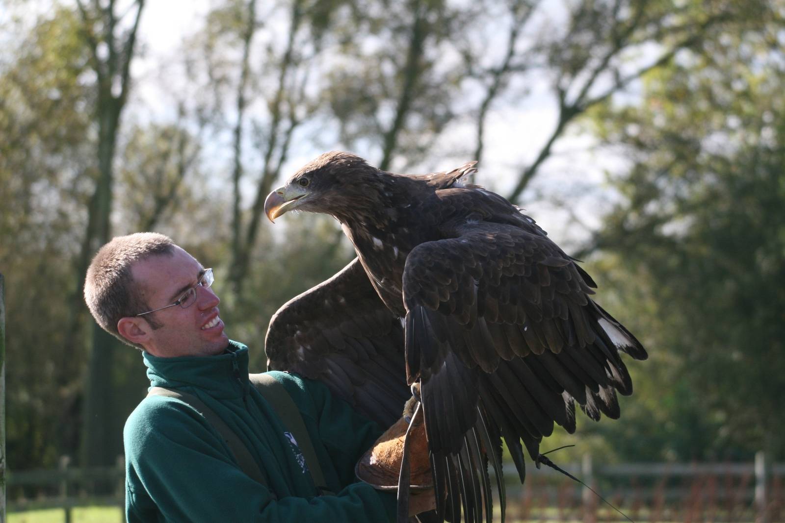 White-Tailed Sea Eagle, Gauntlet 2008