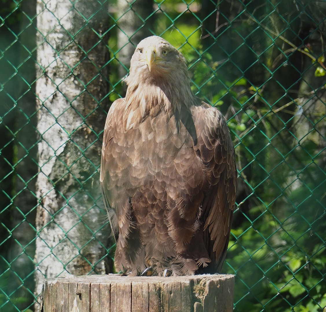 White-tailed sea eagle (Haliaeetus albicilla), 2023-05-19
