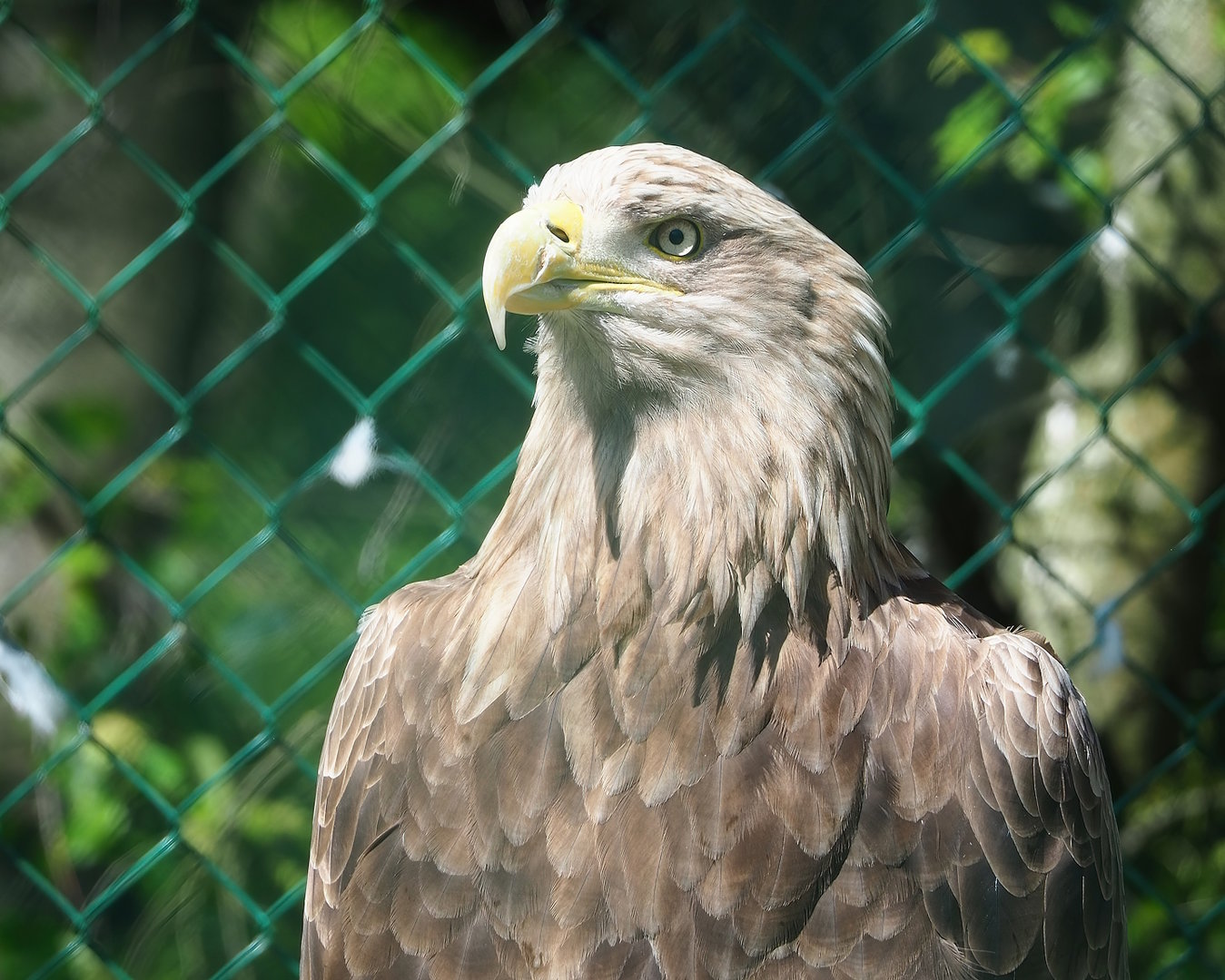 White-tailed sea eagle (Haliaeetus albicilla), 2023-05-19