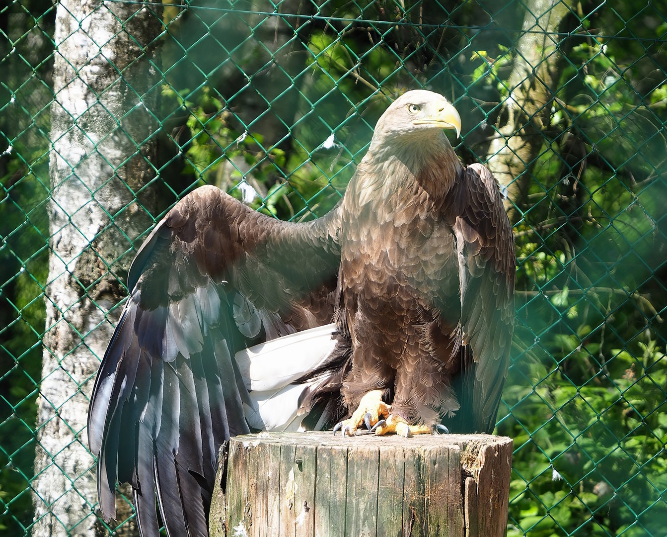 White-tailed sea eagle (Haliaeetus albicilla), 2023-05-19