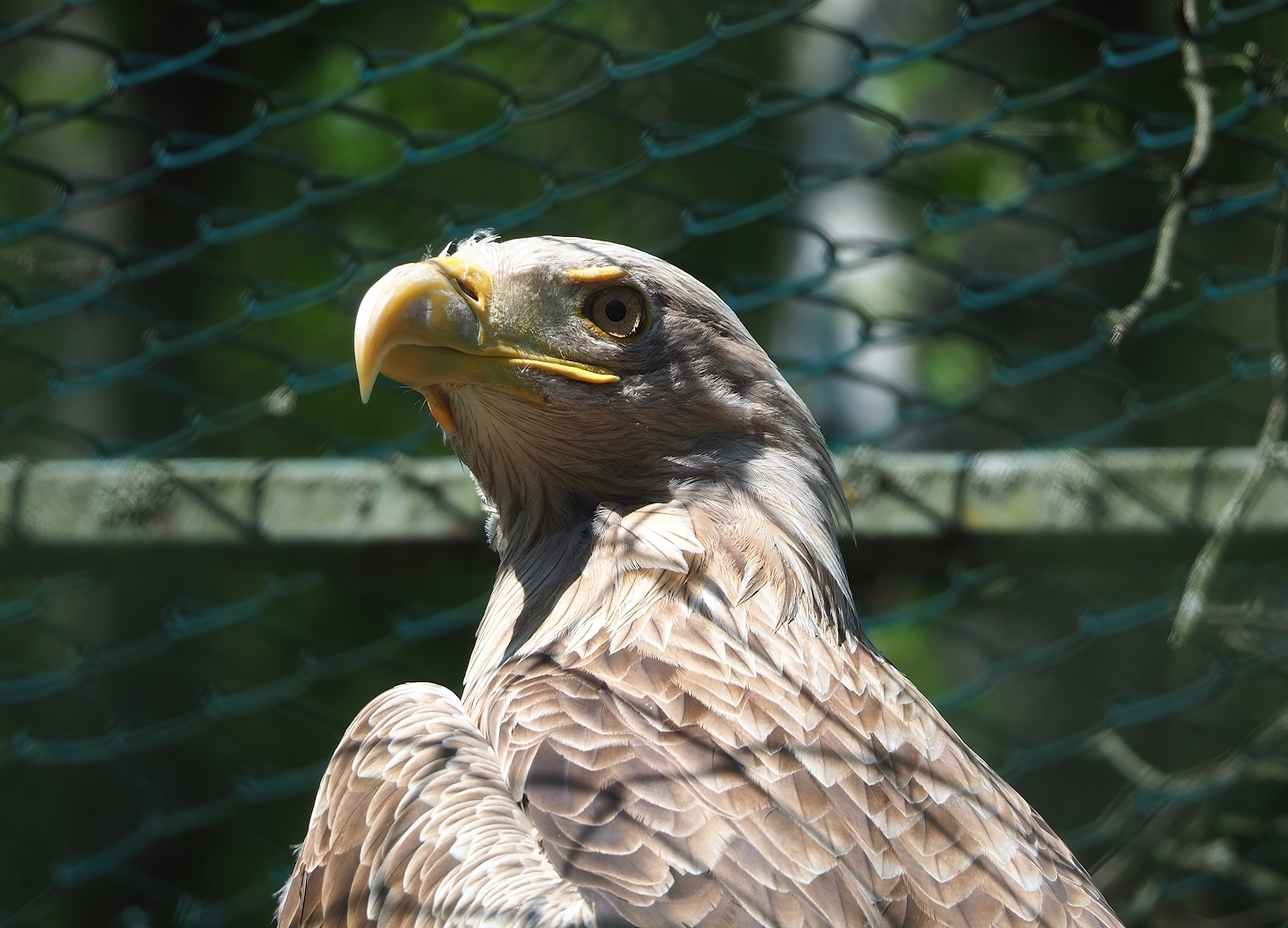 White-tailed sea eagle (Haliaeetus albicilla), 2023-05-19