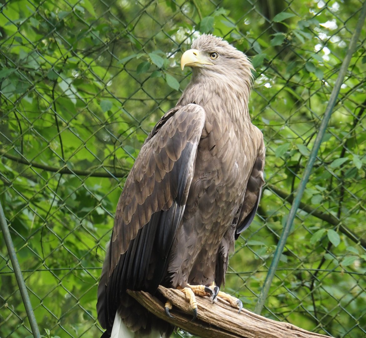 White-tailed sea eagle (Haliaeetus albicilla), 2024-05-21