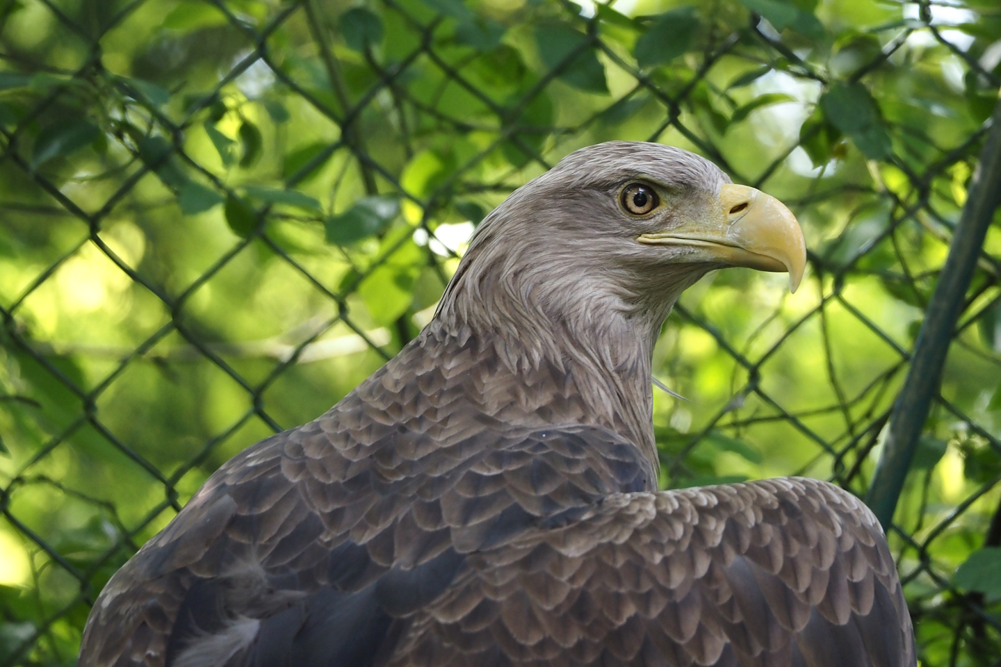 White-tailed sea eagle (Haliaeetus albicilla), 2024-05-24