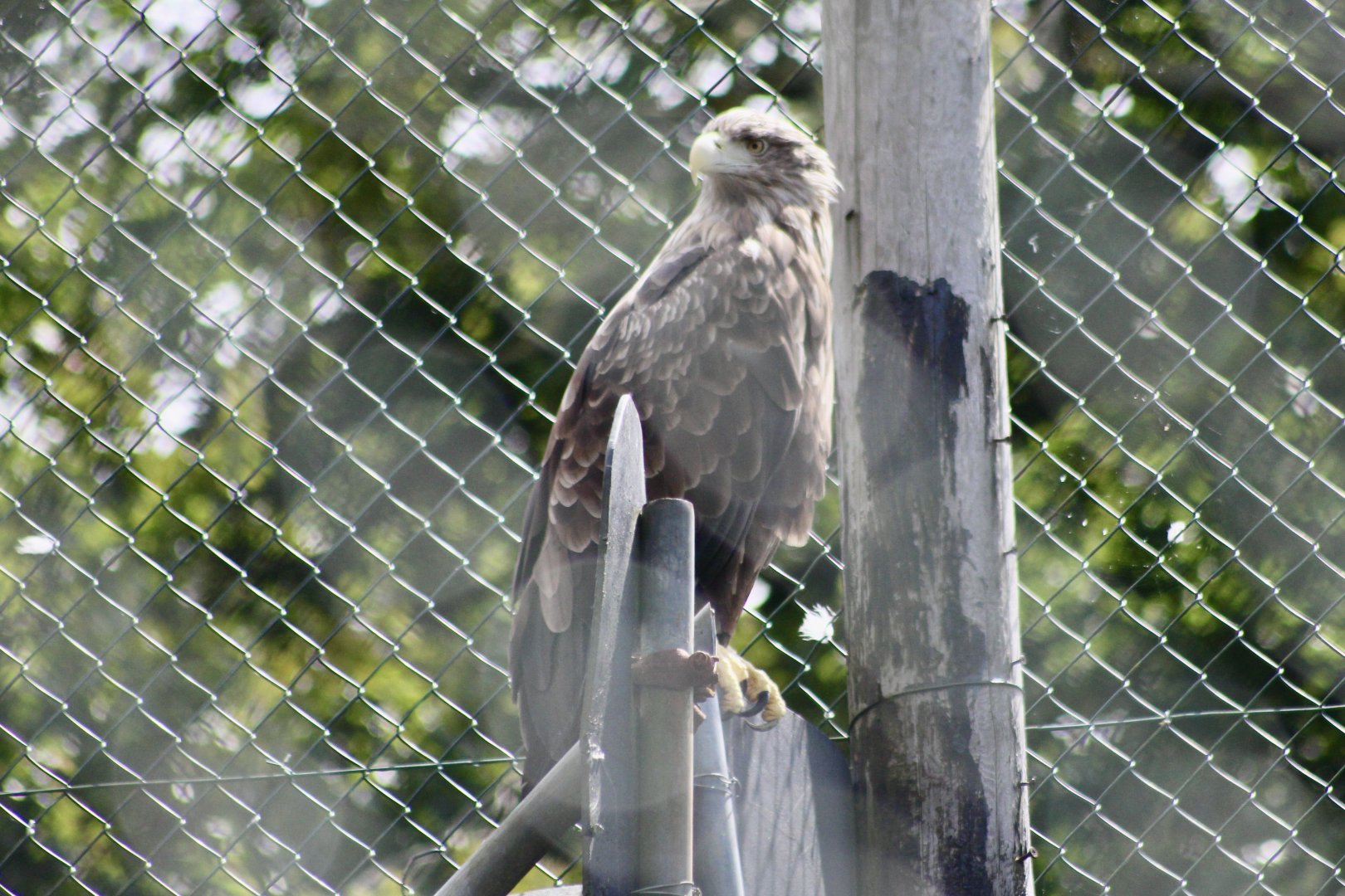 White-tailed sea eagle (Haliaeetus albicilla) - 27/7/2025
