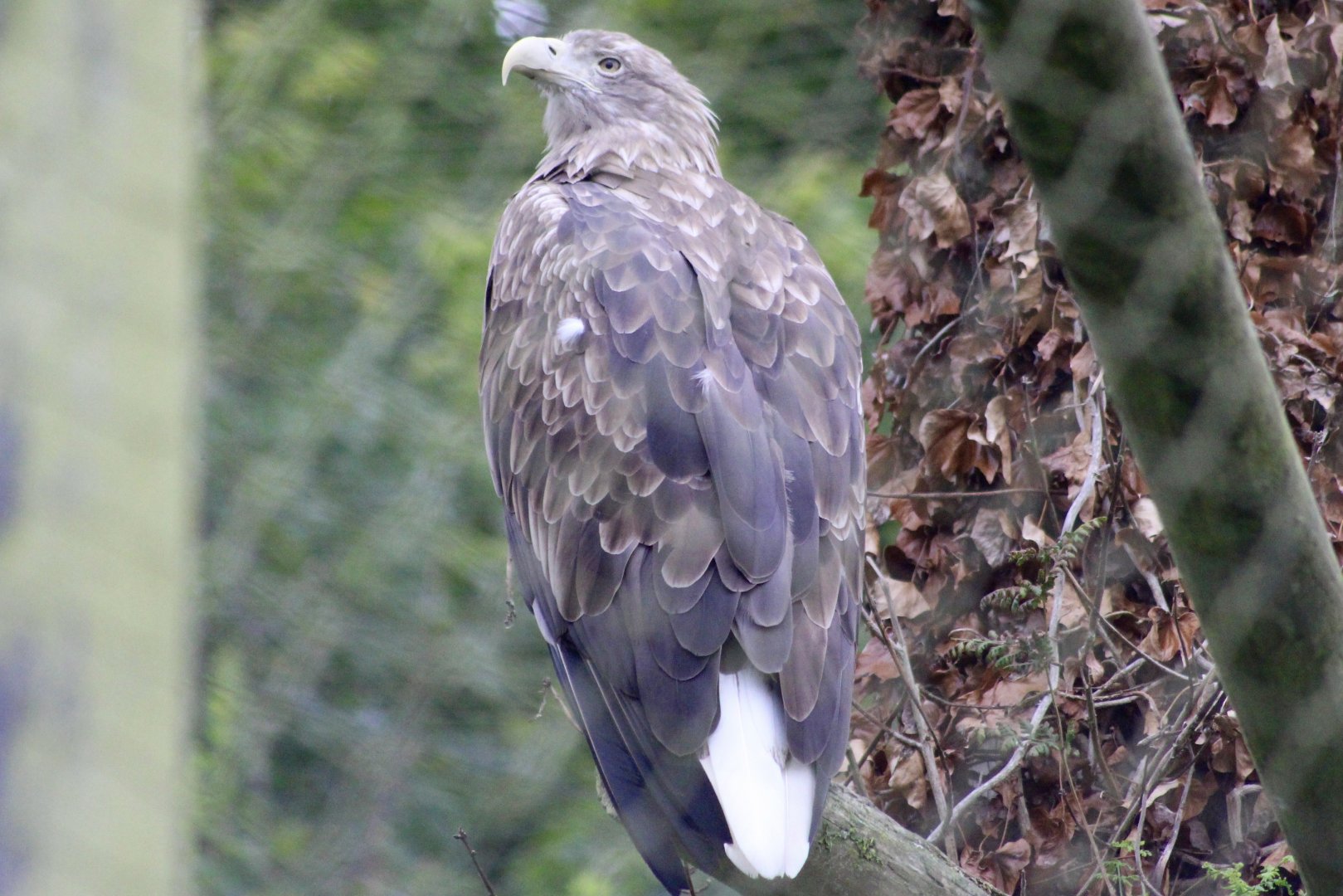 White-tailed sea eagle (Haliaeetus albicilla) at Belfast Zoo - 04/09/2021