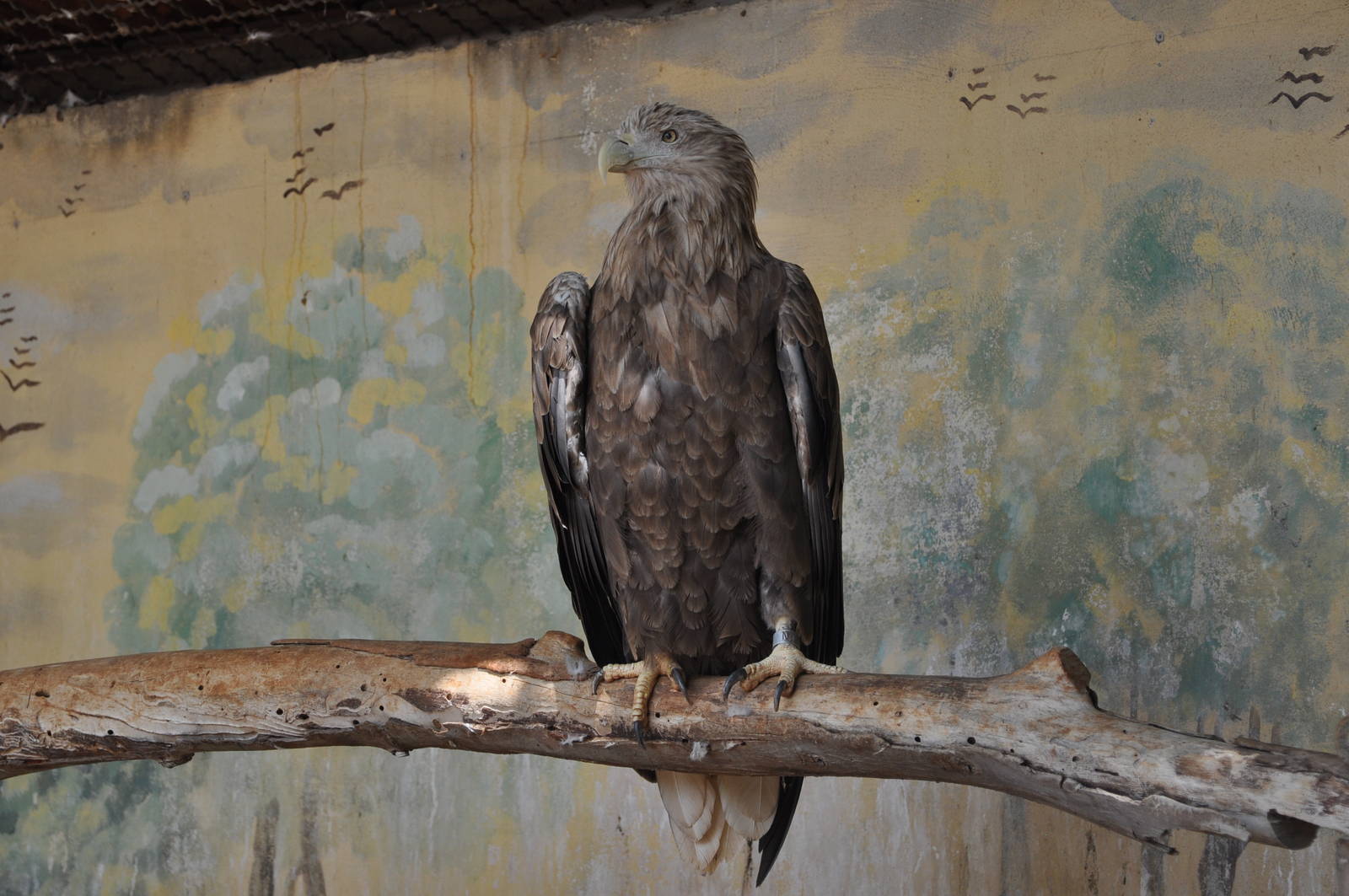 White-tailed sea eagle/ Haliaeetus albicilla