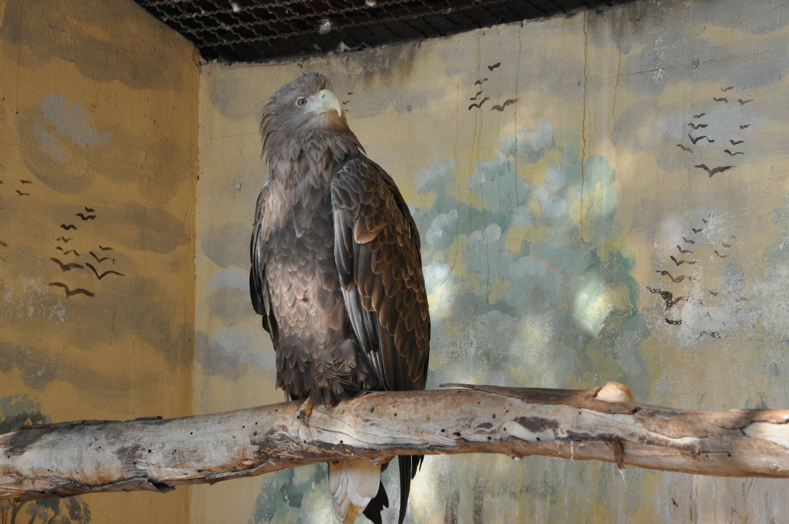 White-tailed sea eagle/ Haliaeetus albicilla