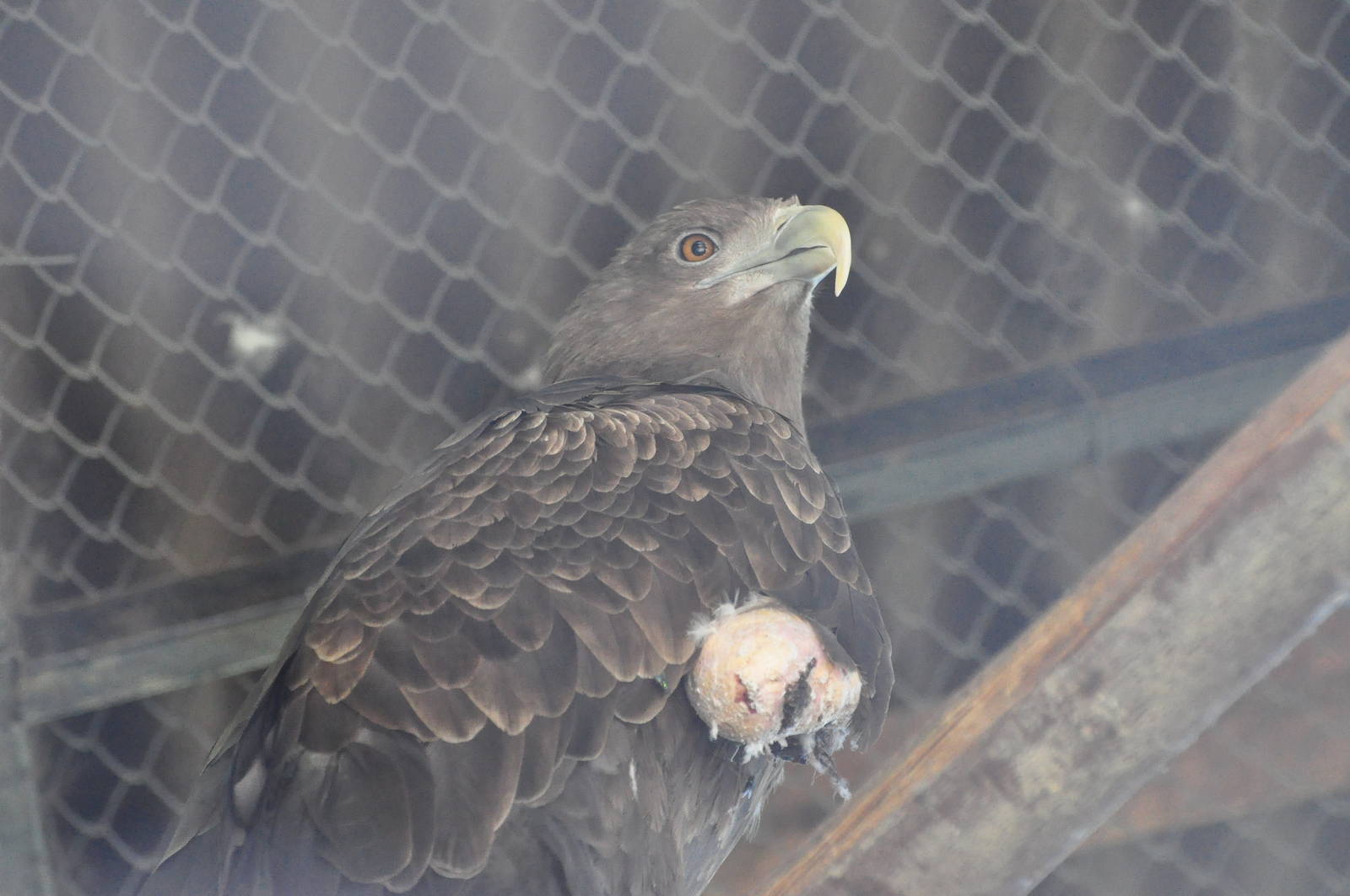 White-tailed sea eagle/ Haliaeetus albicilla