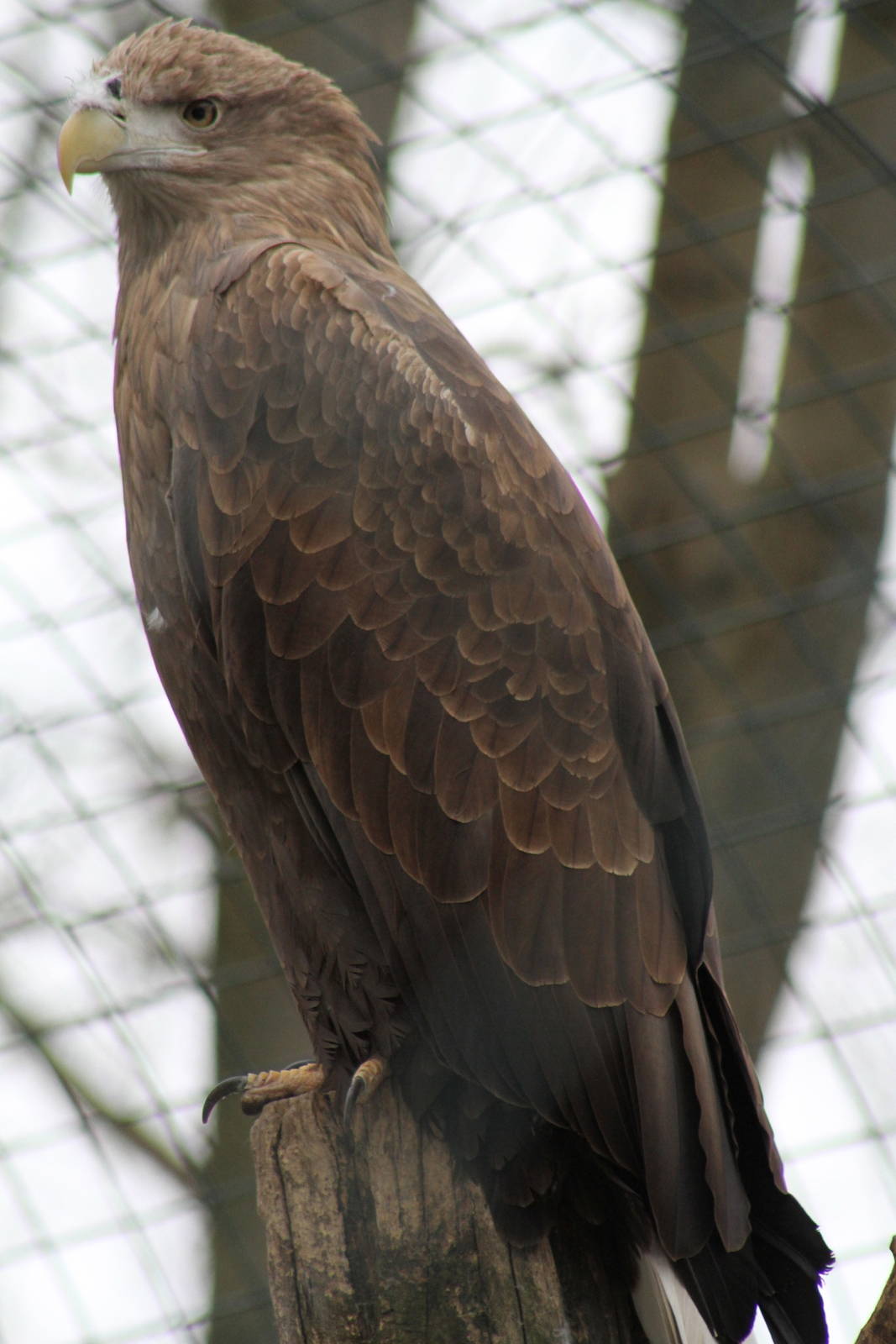 White-tailed Sea Eagle (Haliaeetus albicilla)