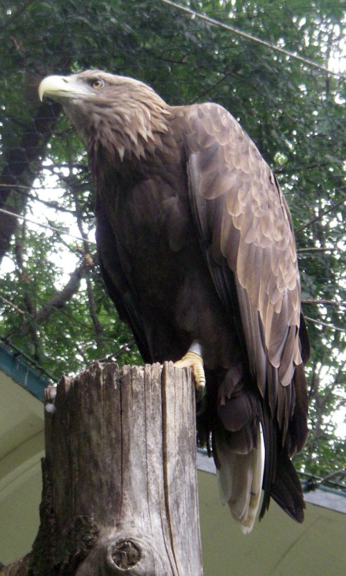 White-tailed Sea Eagle (Haliaeetus albicilla)