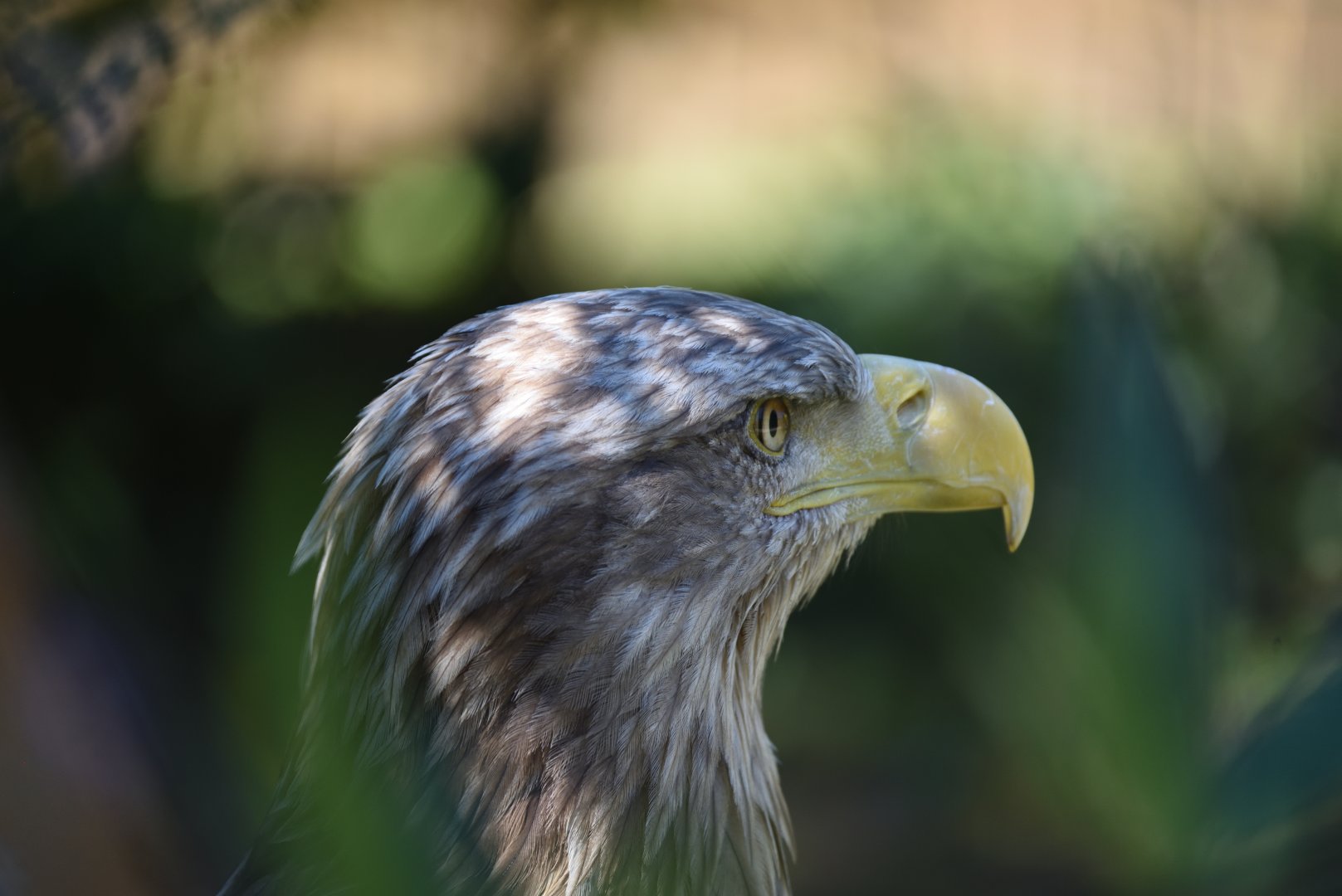 White-tailed sea-eagle - Haliaeetus albicilla