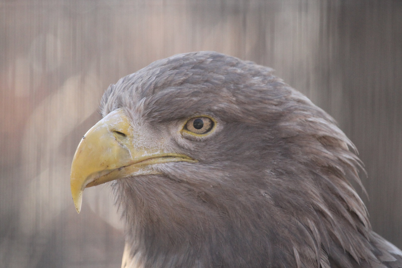 White-tailed Sea Eagle (Haliaeetus albicilla)