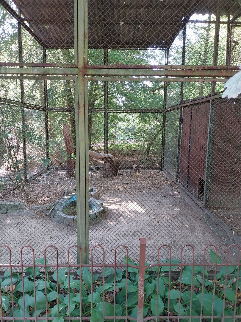 White-tailed Sea Eagle (Haliaeetus albicilla)