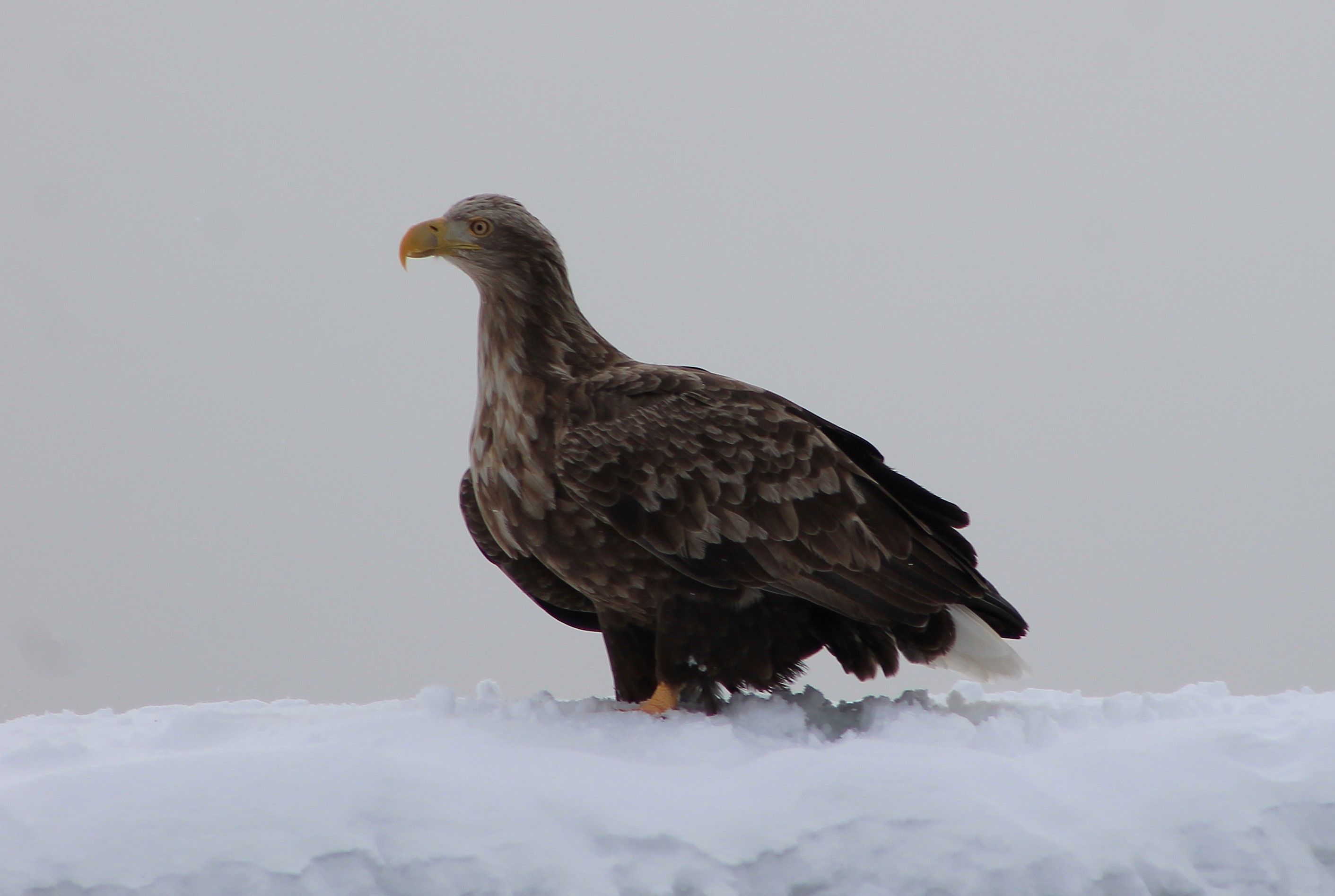 White-tailed Sea Eagle (Haliaeetus albicilla)