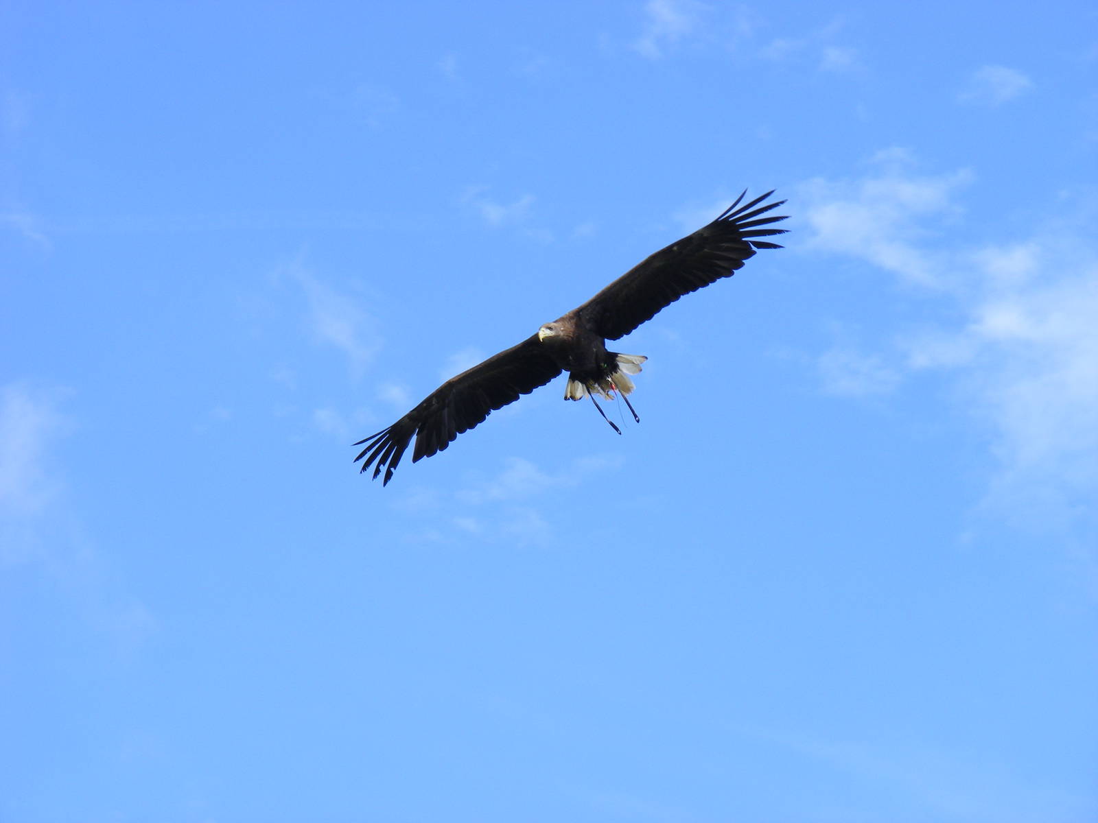 White-tailed sea eagle in flight at Eagle Heights, 10 September 2011