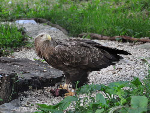 White-tailed sea eagle in Kishinev Zoo