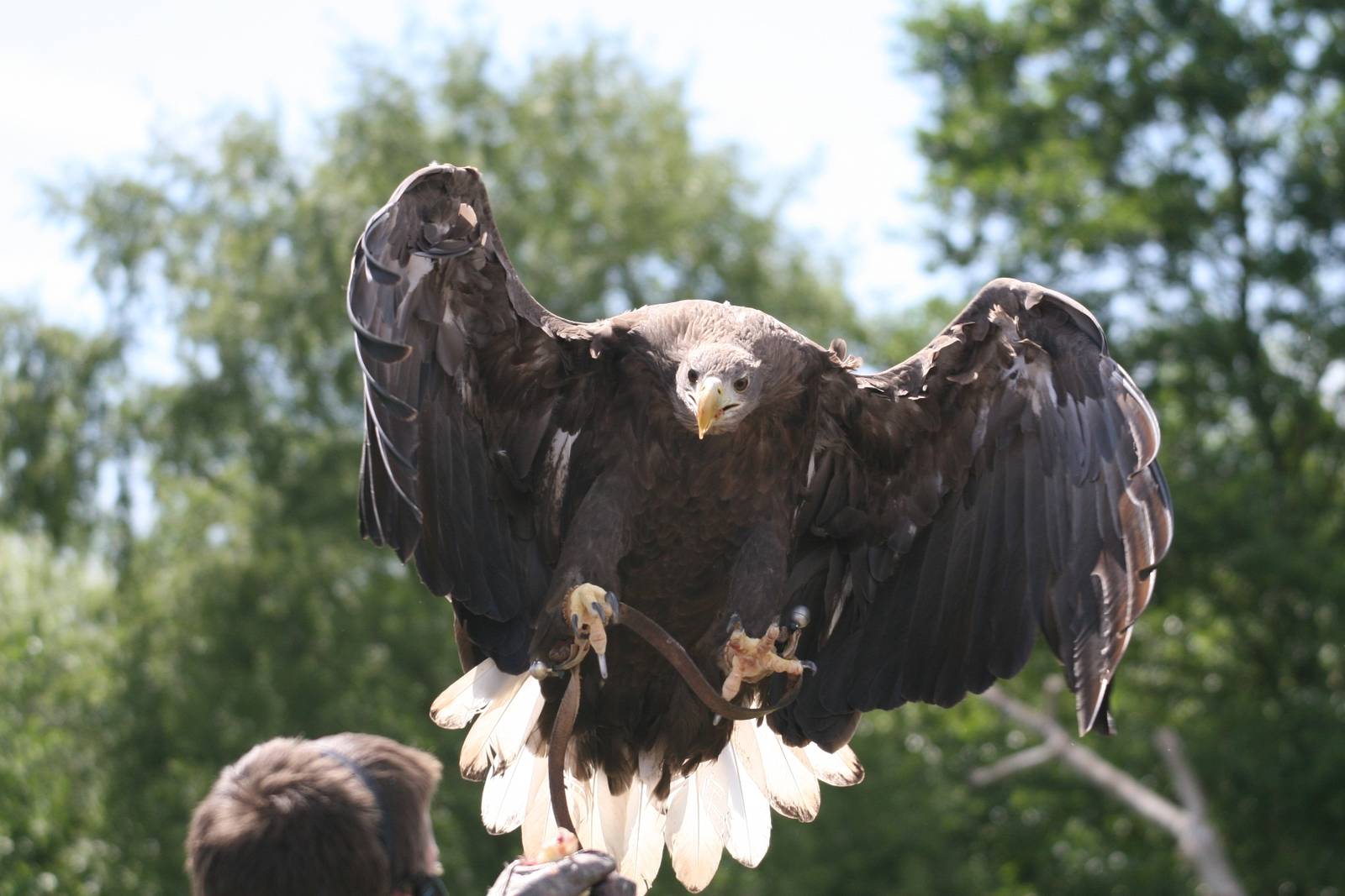 White-Tailed Sea Eagle Landing