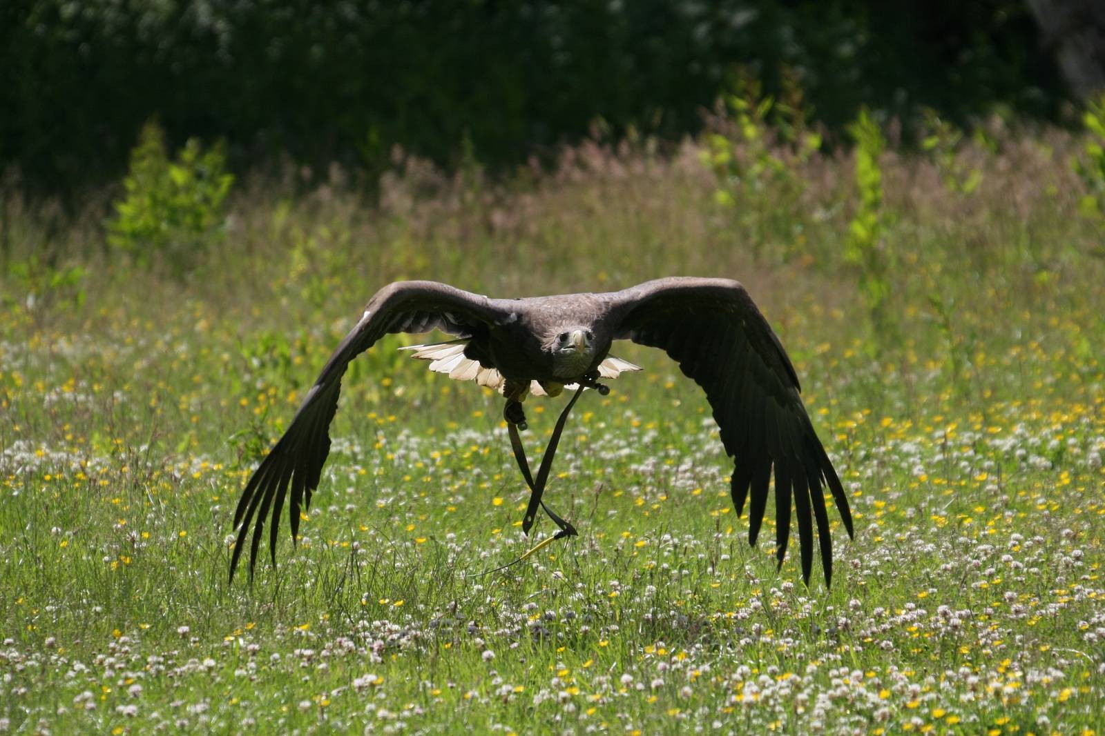 White-Tailed Sea Eagle Mid-Flight