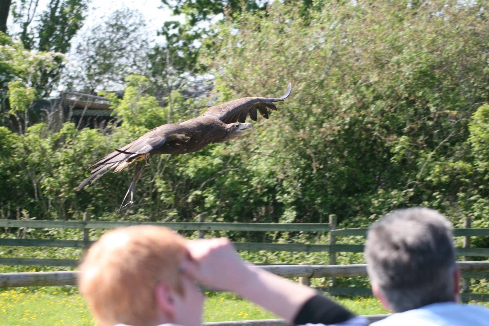 White-Tailed Sea Eagle over the Audience