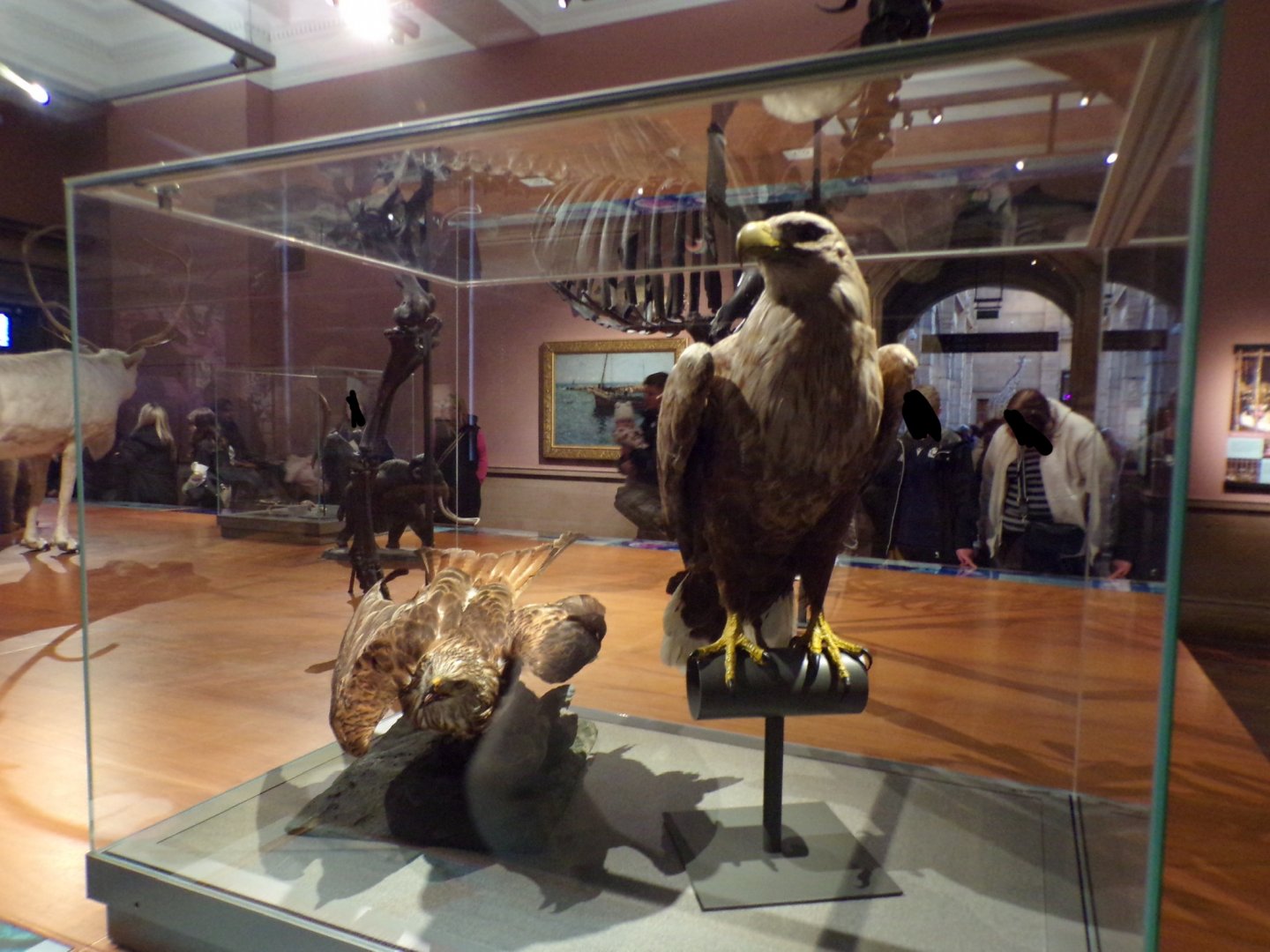 White-tailed sea eagle (taken in Kelvingrove museum) 12.2.24