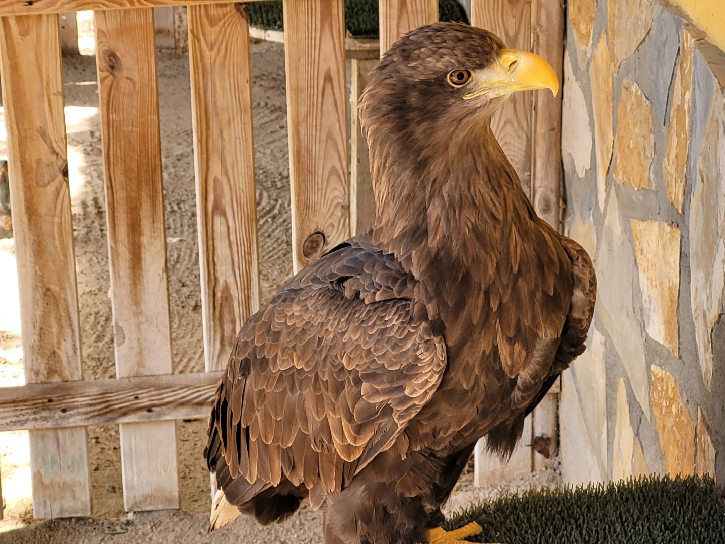 White-tailed sea eagle -Tierra Rapaz (2024)