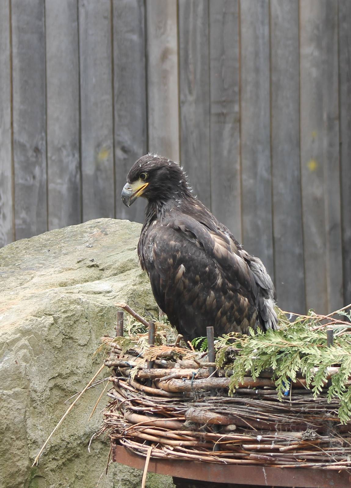 White-tailed sea-eagle young
